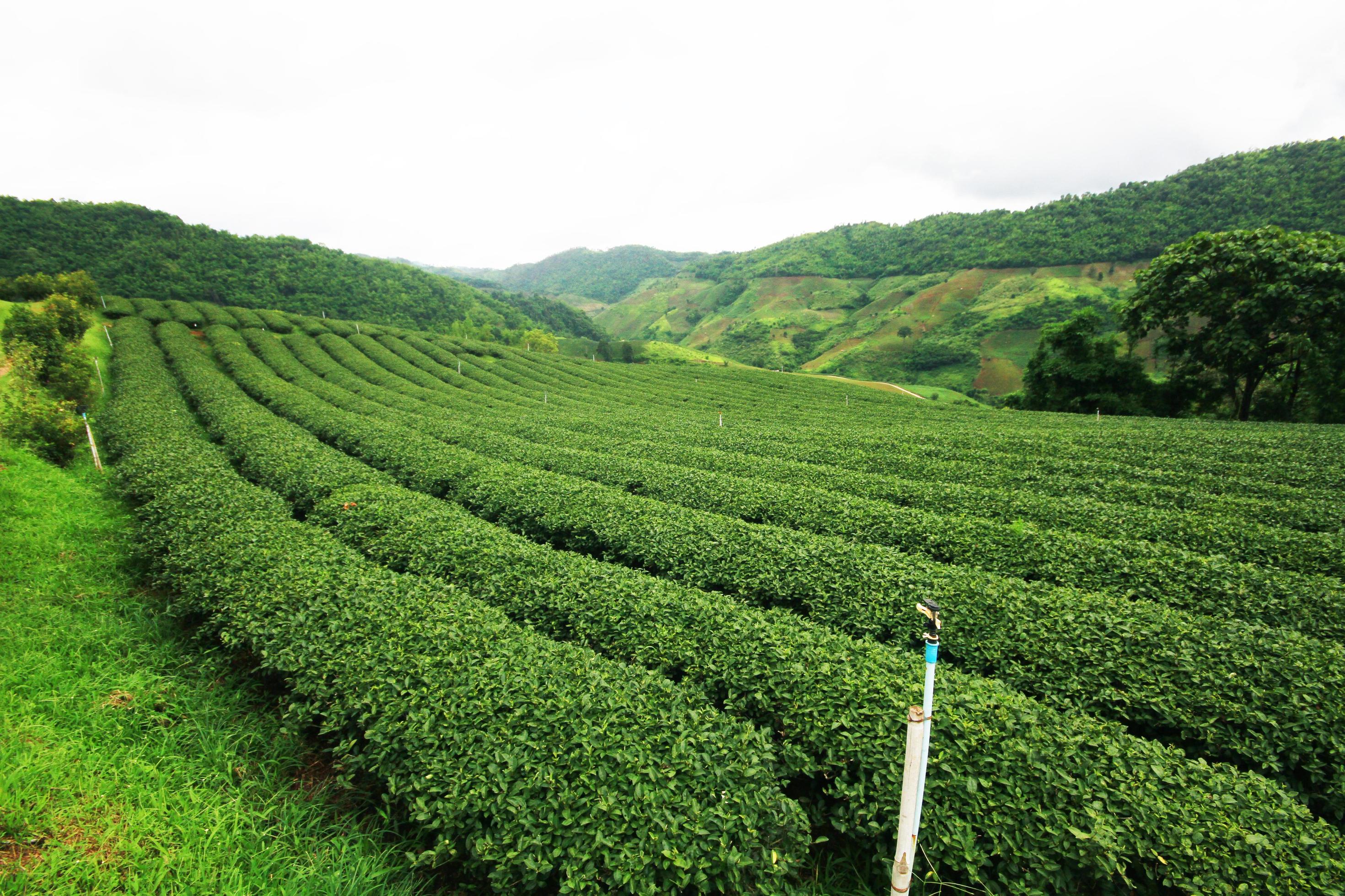 Tea Plantation in sunrise on the mountain and forest in rain season is very beautiful view in Chiangrai Province, Thailand. Stock Free