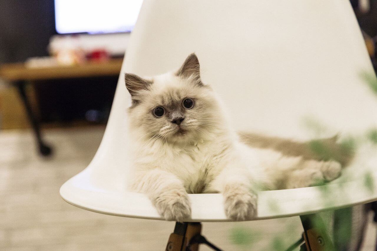 Cat with Large Eyes on Chair Stock Free