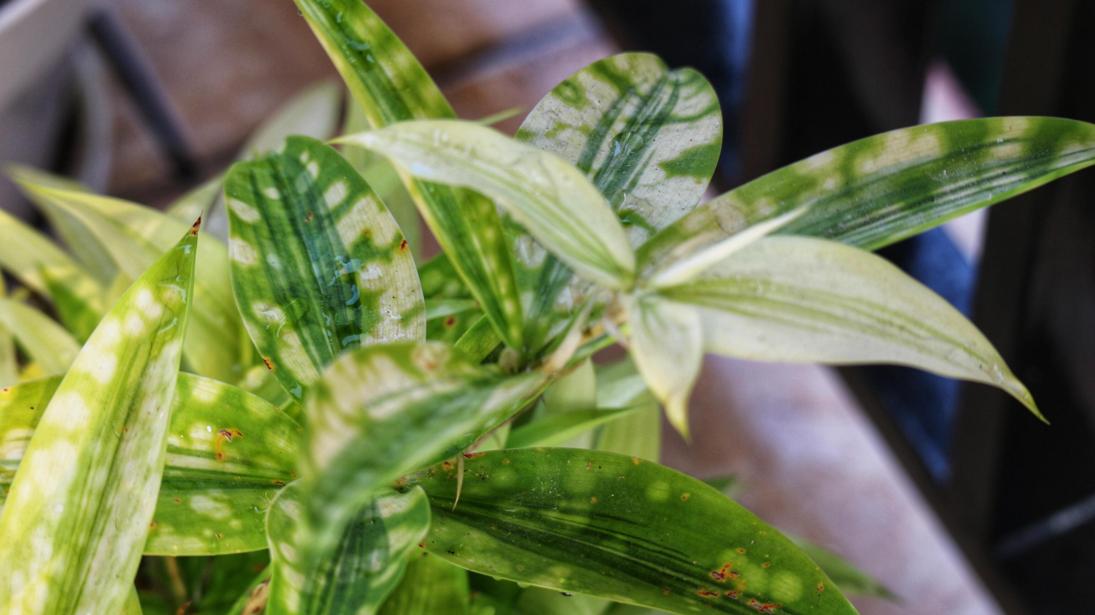 Japanese bamboo, also known as Dracaena Surculosa, is an ornamental plant that belongs to the Asparagaceae family. Stock Free