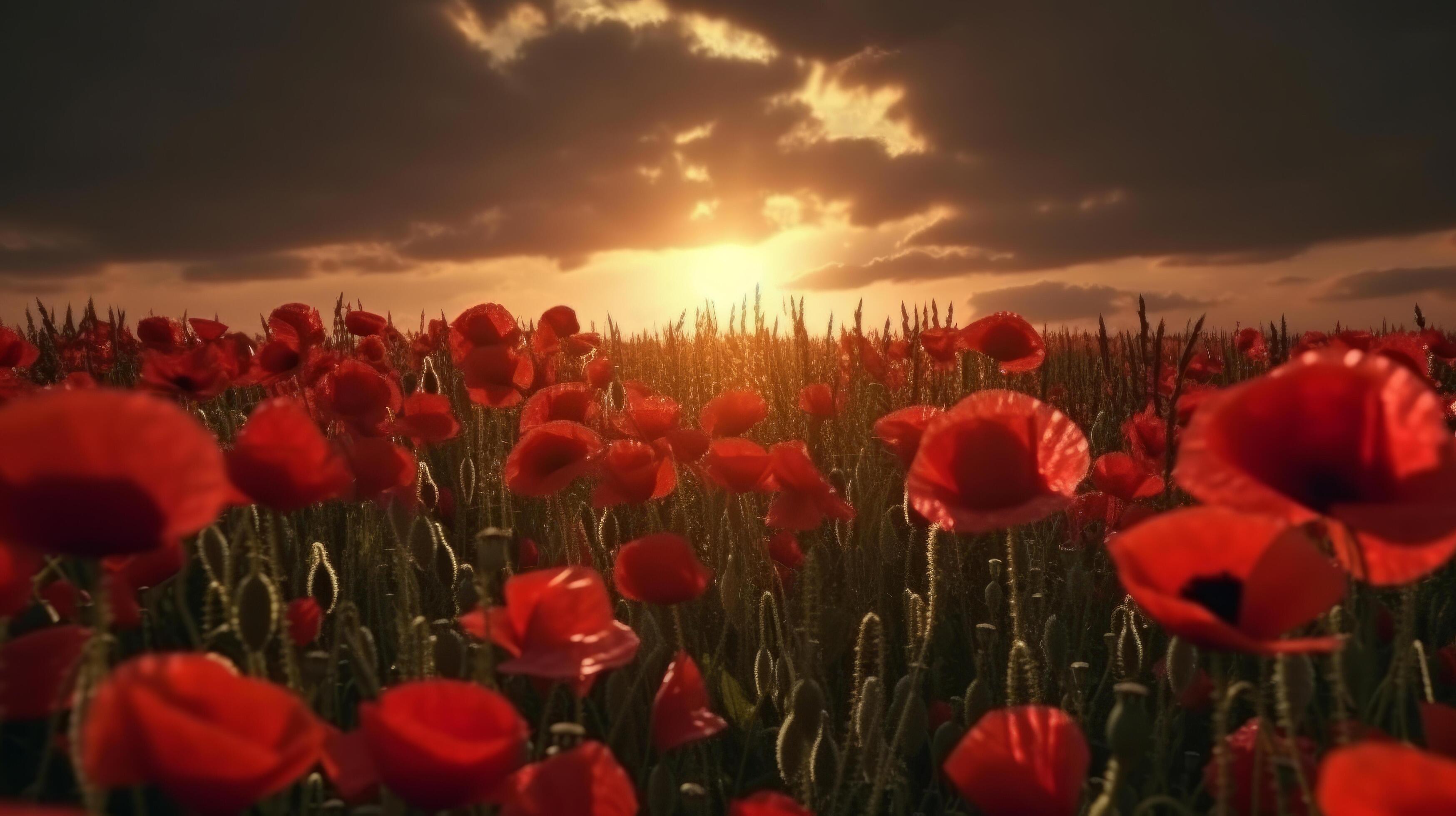 Poppy flower background for Anzac day. Illustration Stock Free