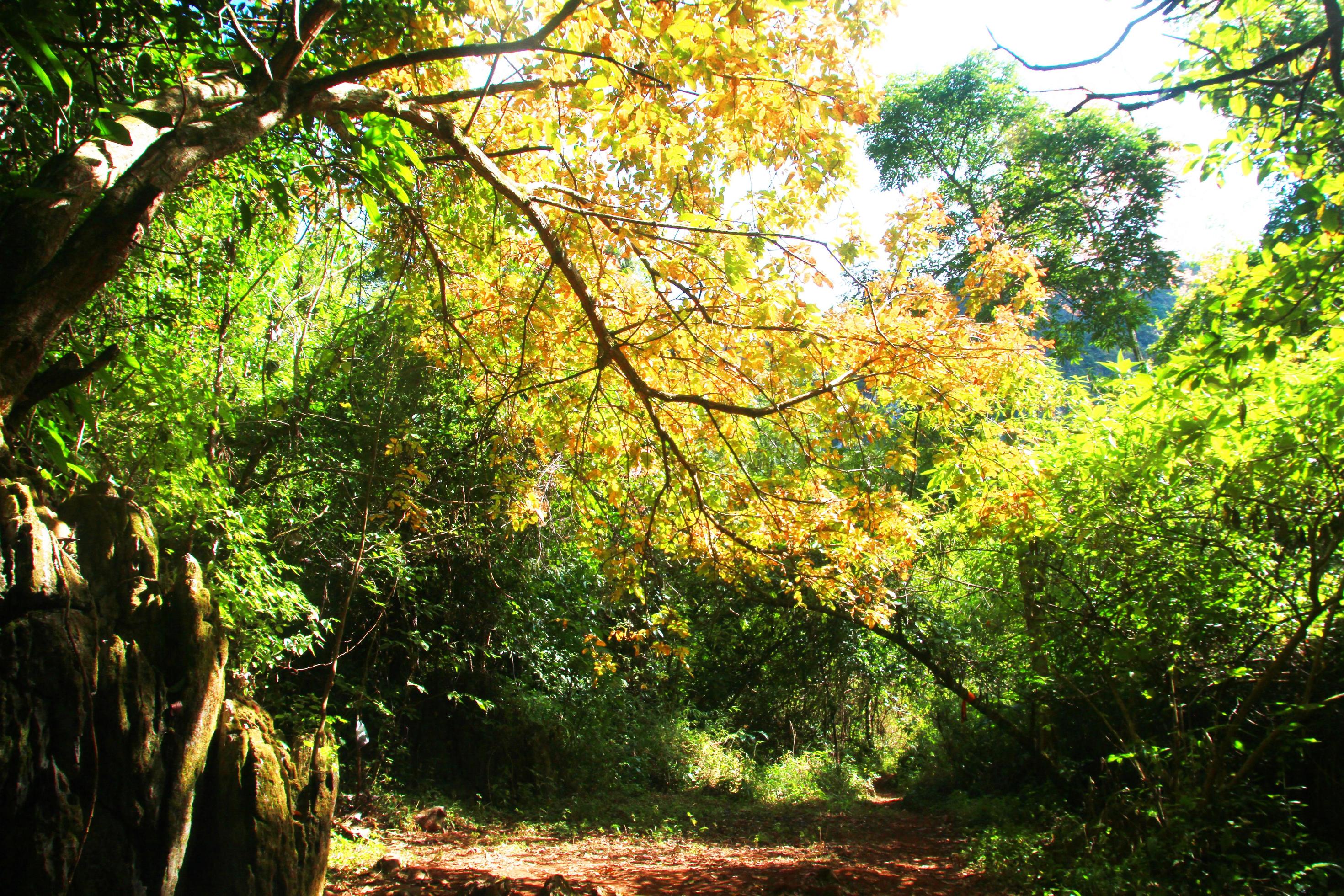 Beautiful orange and yellow leaves branch of tree with blue sky in forest on the mountain Stock Free