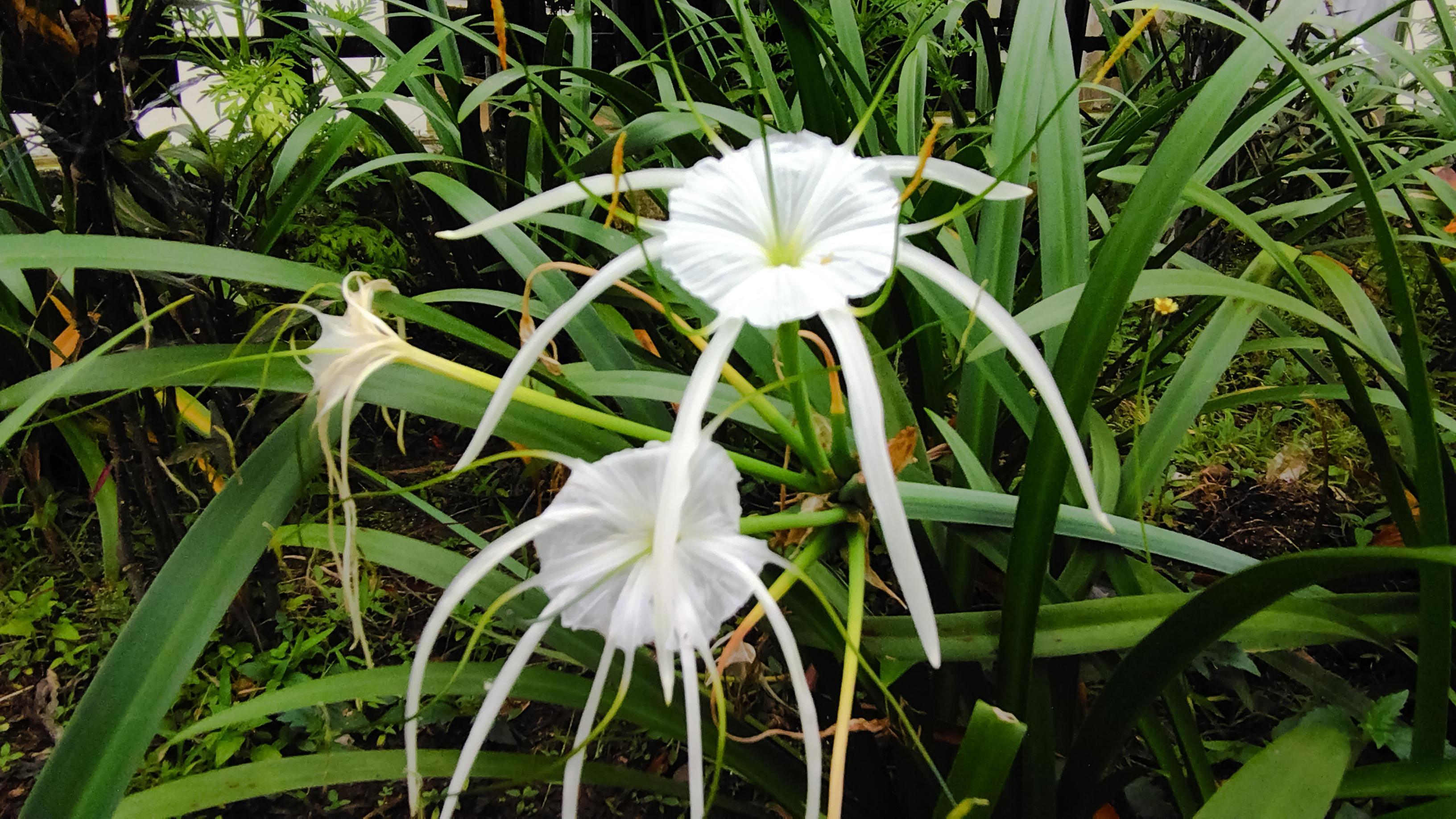 Hymenocallis festalis is a bulbous plant with beautiful white flowers. Decorative plants. Stock Free