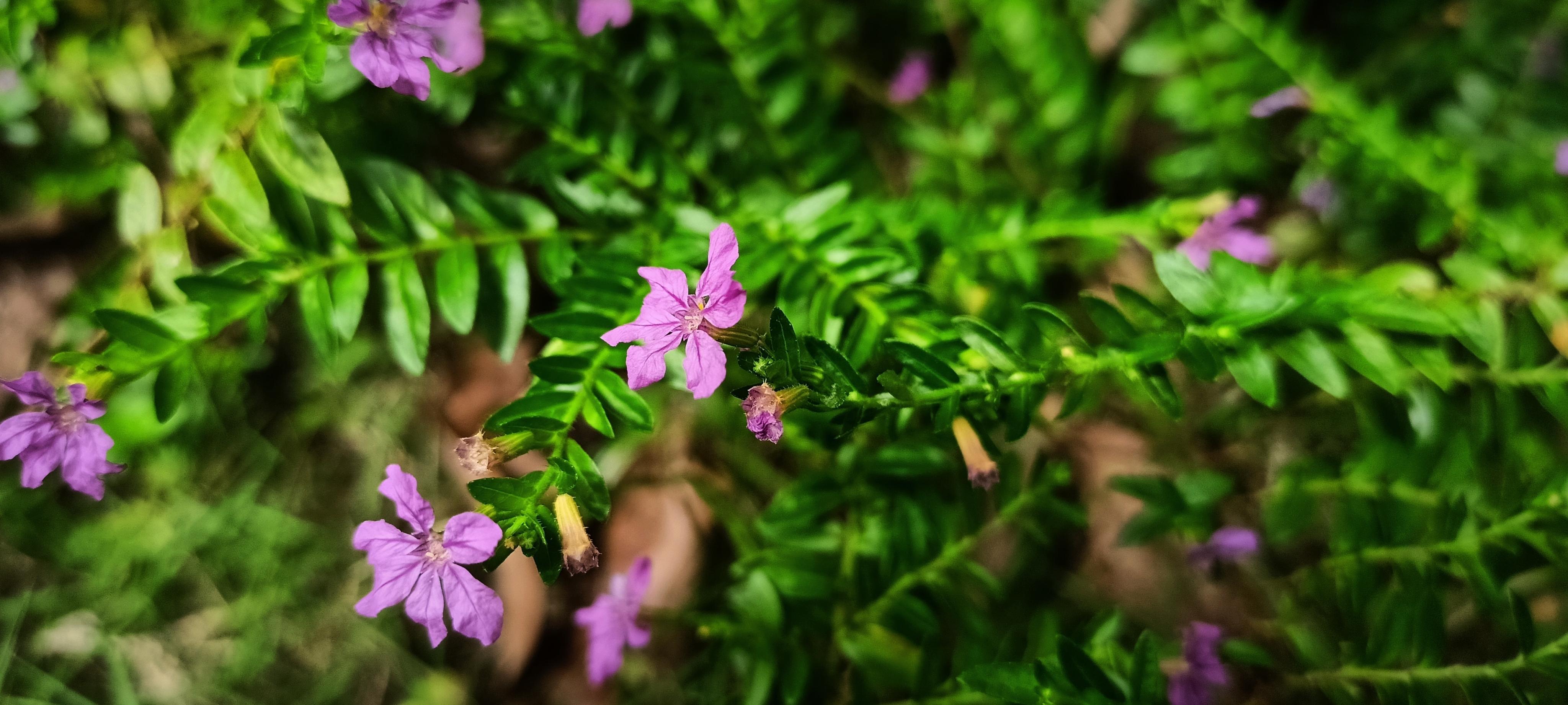 beautiful cuphea flower Stock Free