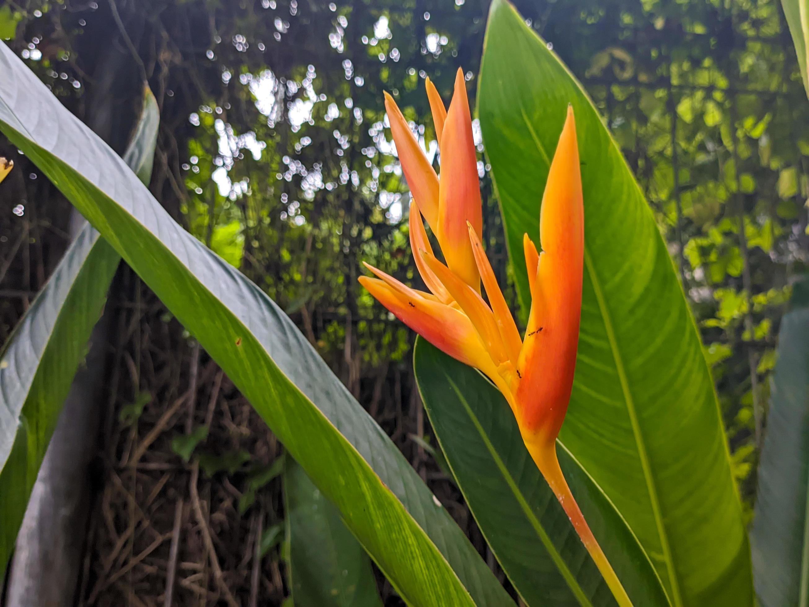 A close up of Heliconia psittacorum flower Stock Free