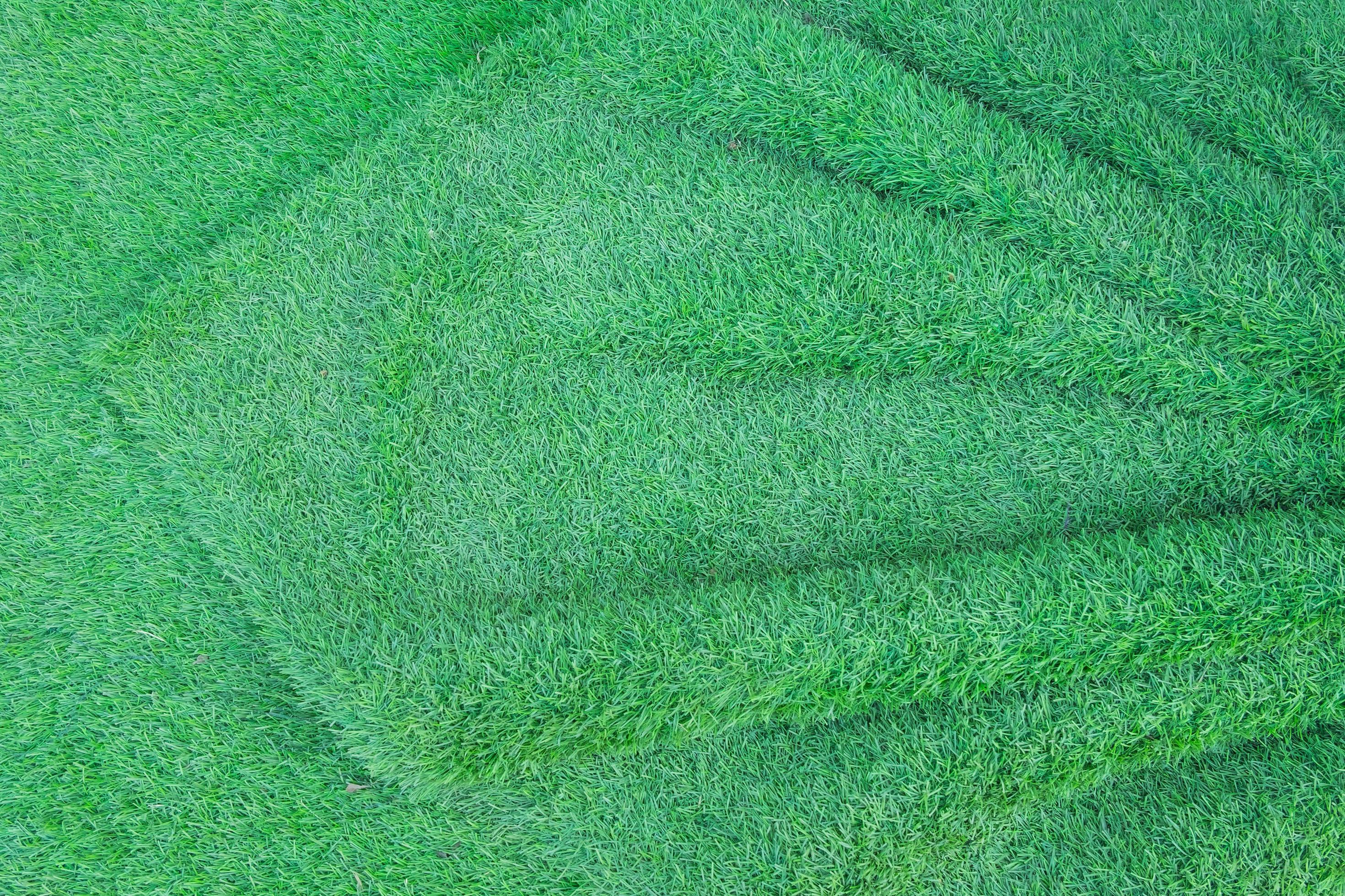 Green grass. natural background texture. fresh green grass. Stock Free