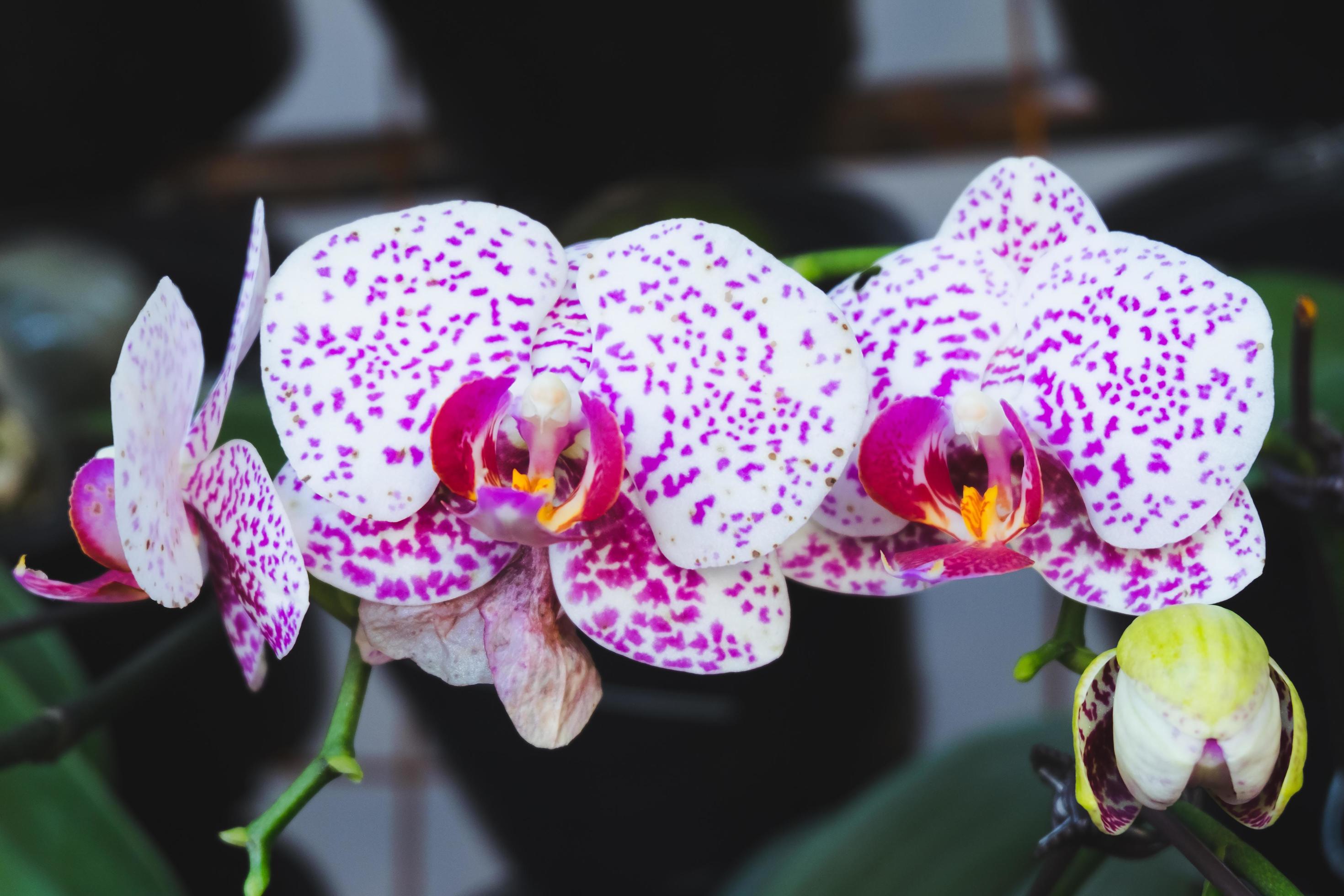 Orchid flower in tropical garden. Phalaenopsis Orchid flower.Floral background.Selective focus. Stock Free