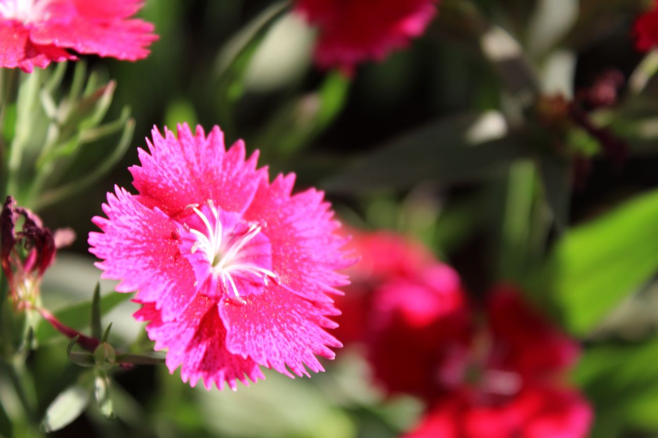 Beautiful Pink Flower Closeup Stock Free