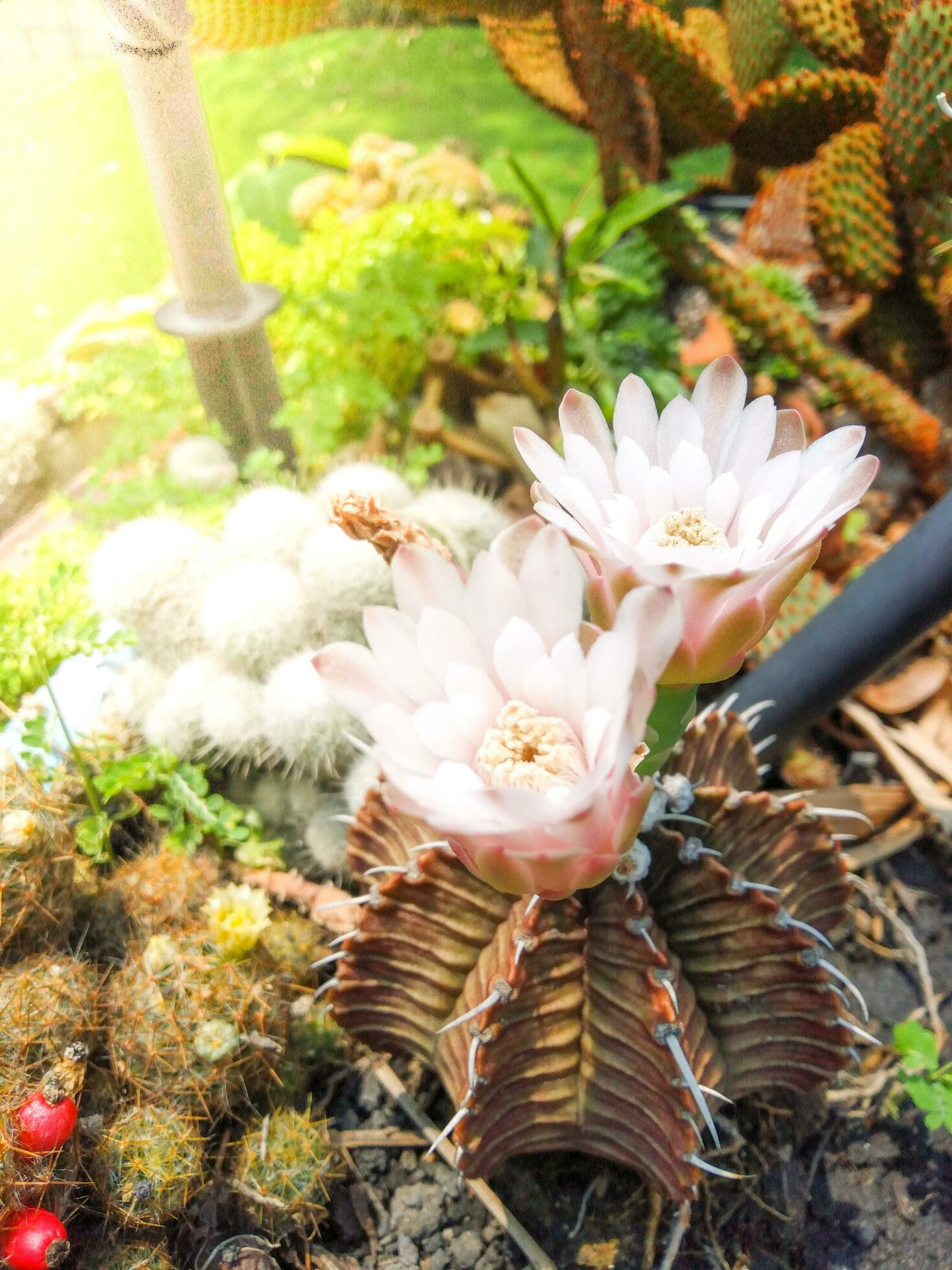 White flower cactus in full bloom outdoors on a sunny day Stock Free