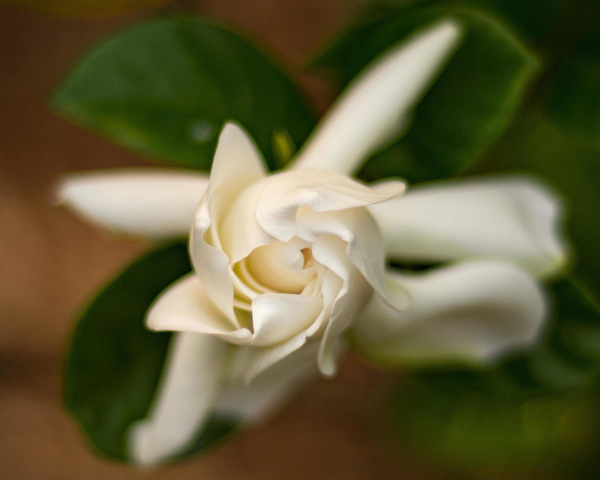 Unfurling white flower Stock Free