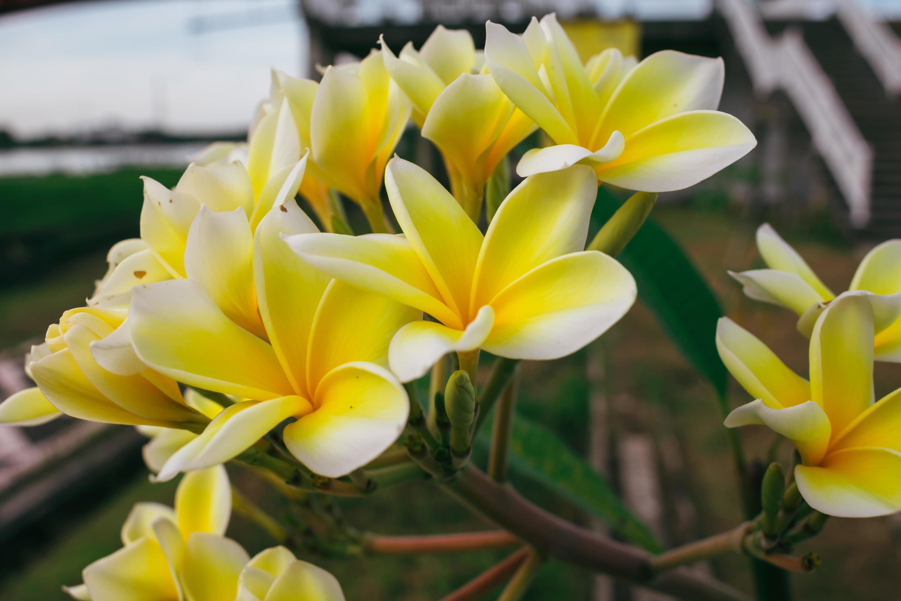 close up white and yellow frangipani flowers Stock Free