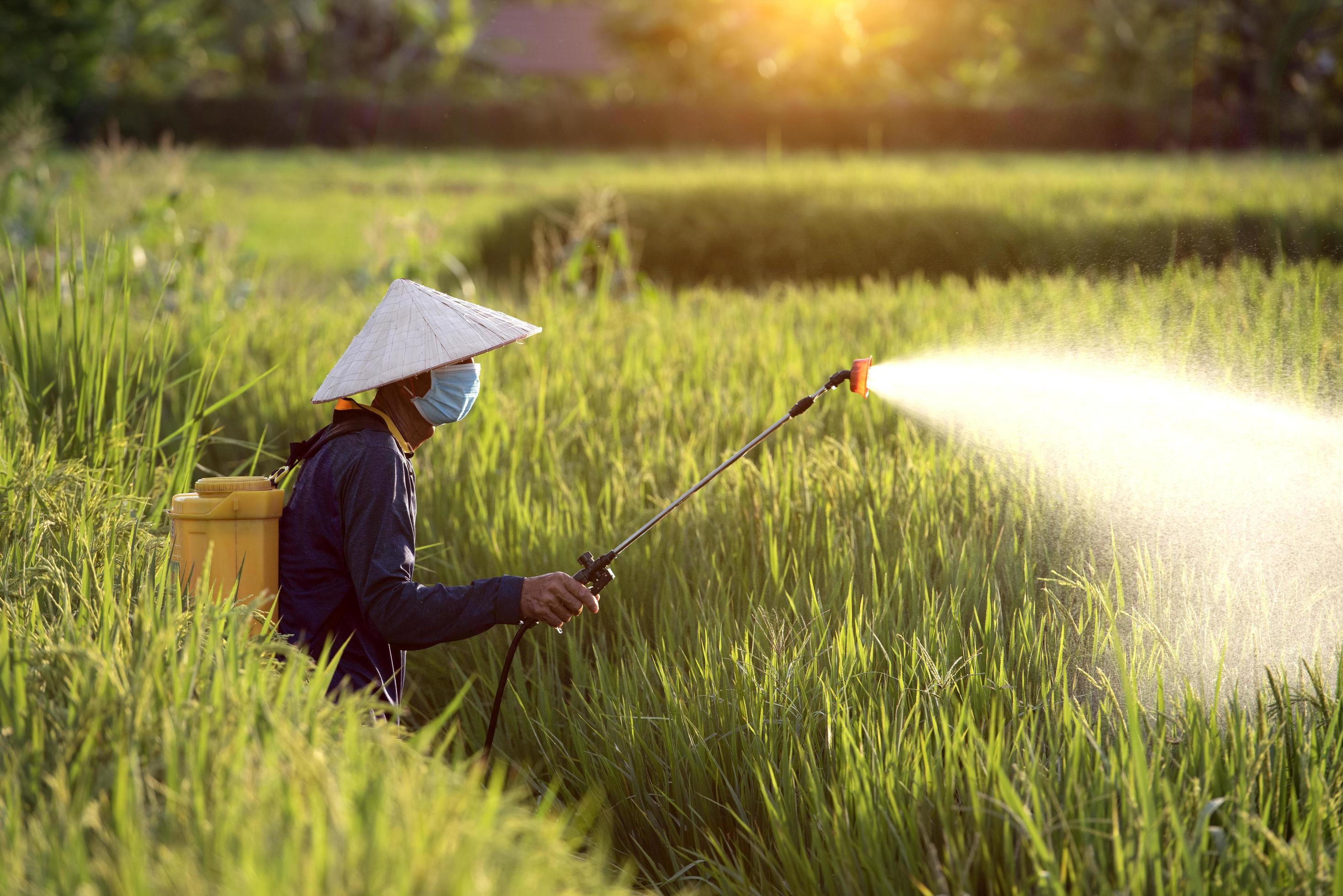 Old farmers spray fertilizer or chemical pesticides in the rice fields, chemical fertilizers. Stock Free