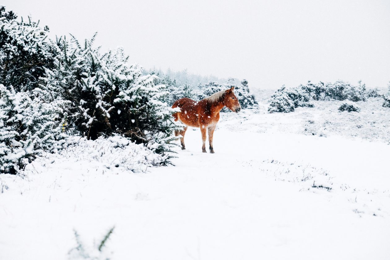 Small Horse In The Snow Stock Free