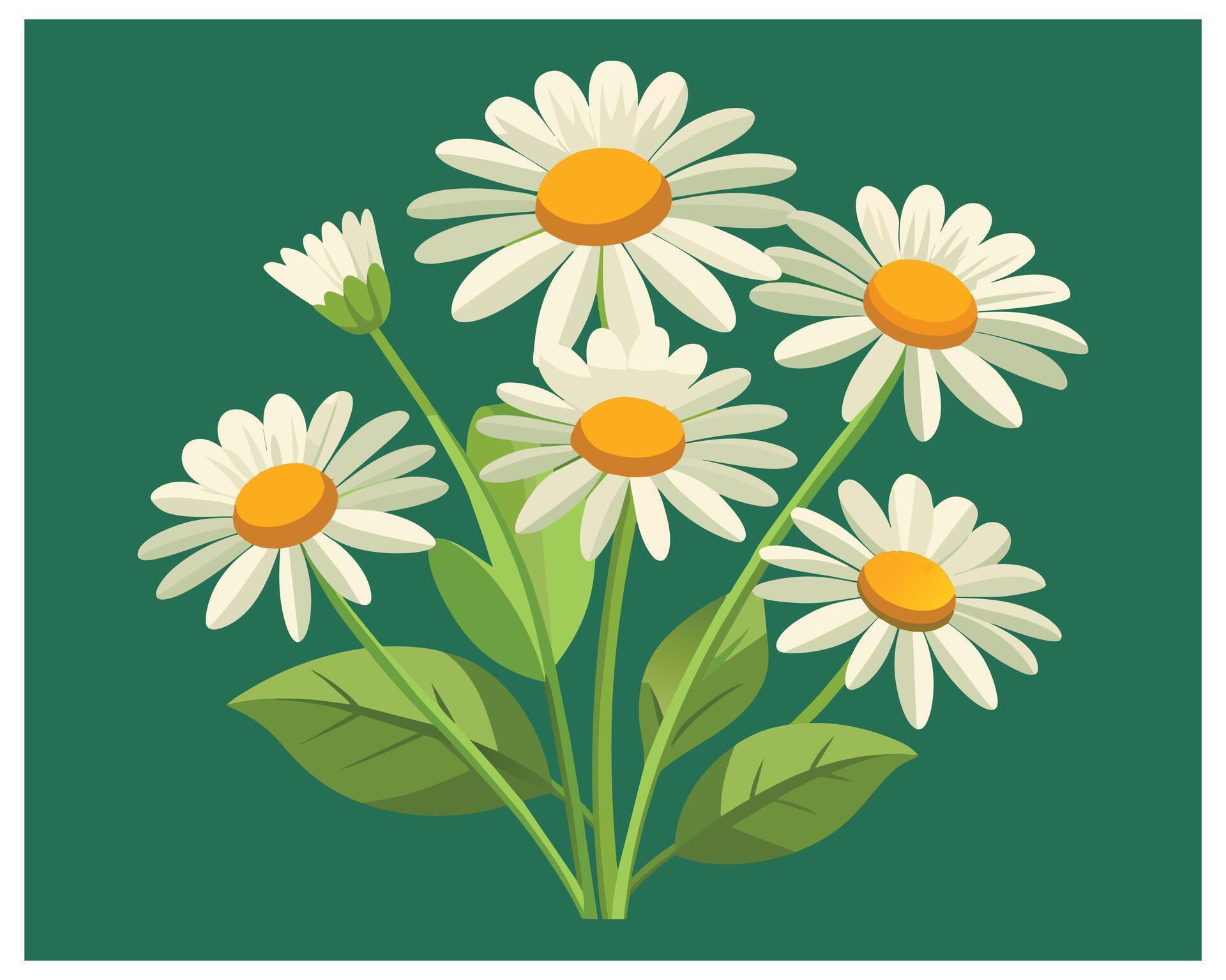 Cartoon Daisy Flower Vector Design On White Background illustration Stock Free