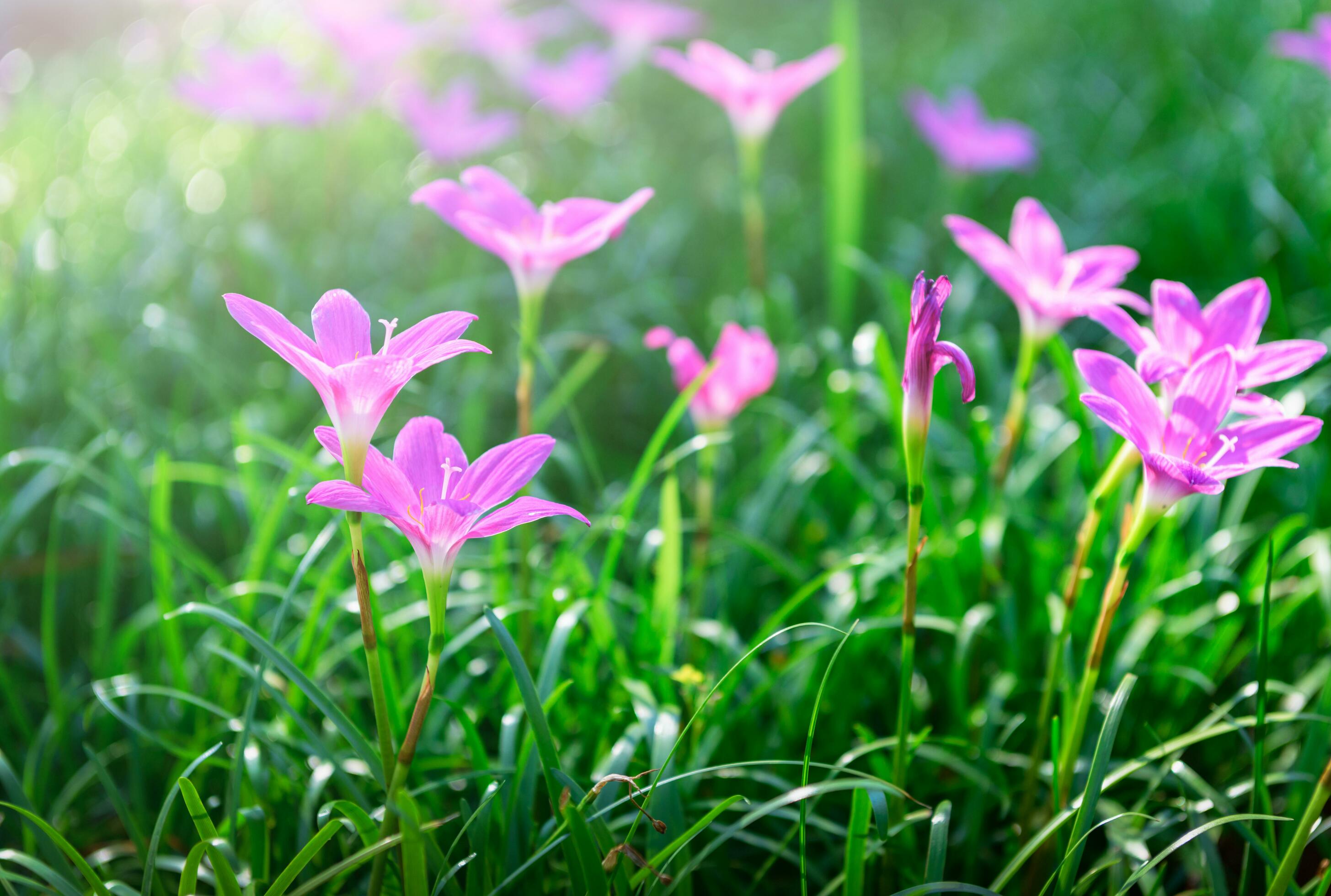 Zephyranthes grandiflora pink flowers or Fairy Lily Stock Free