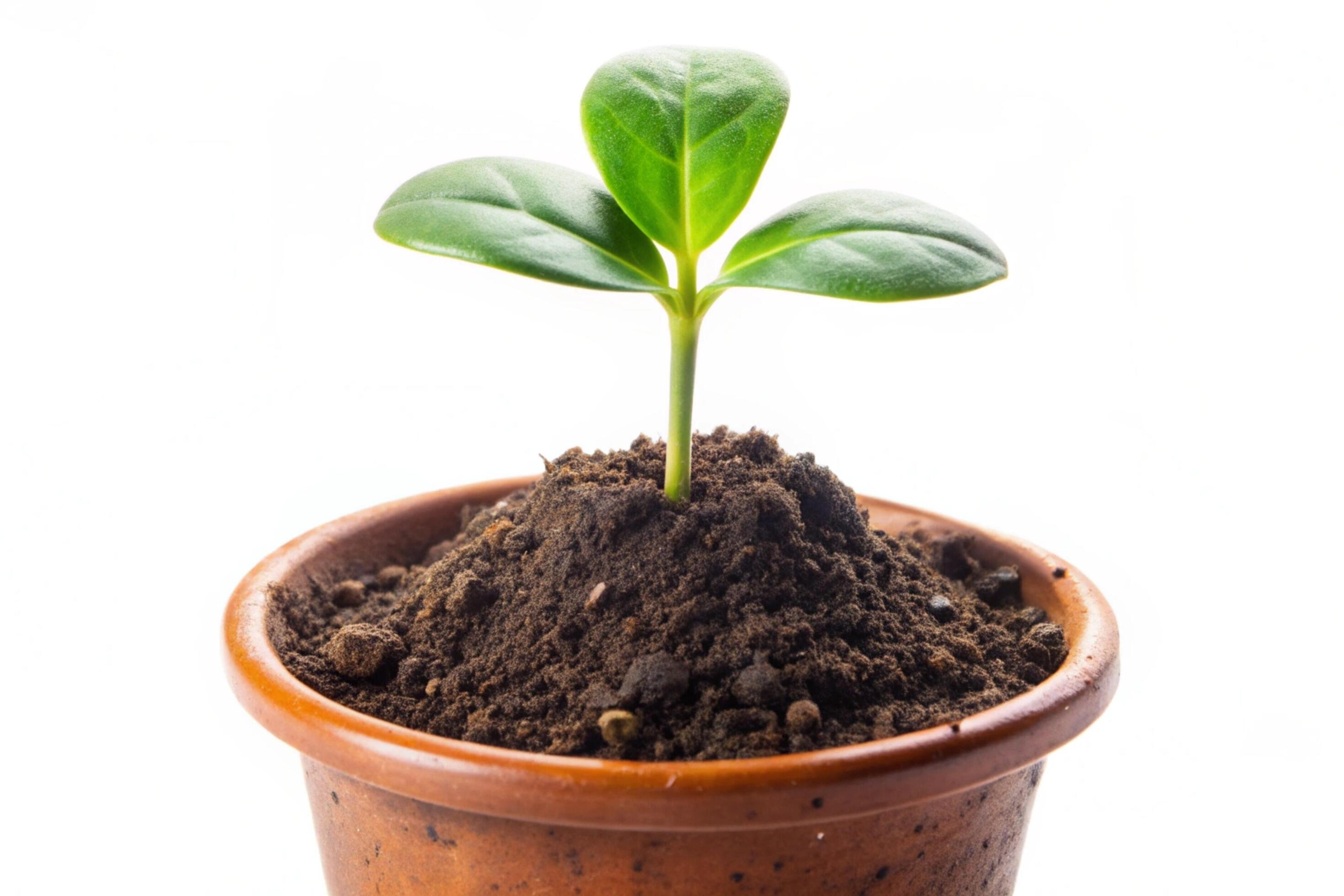 Small plant isolated on white background Stock Free