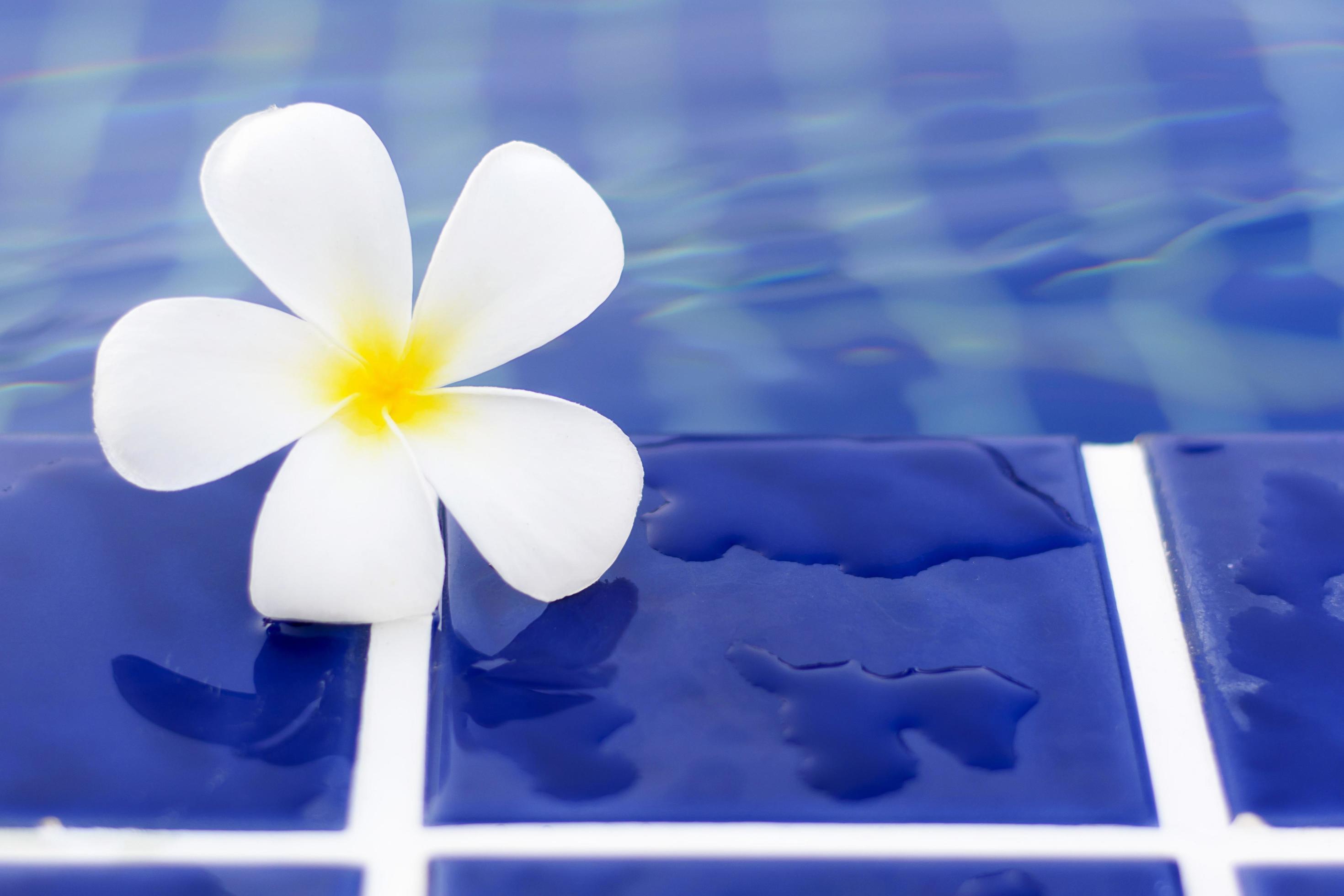 Plumeria flowers beside the pool Stock Free