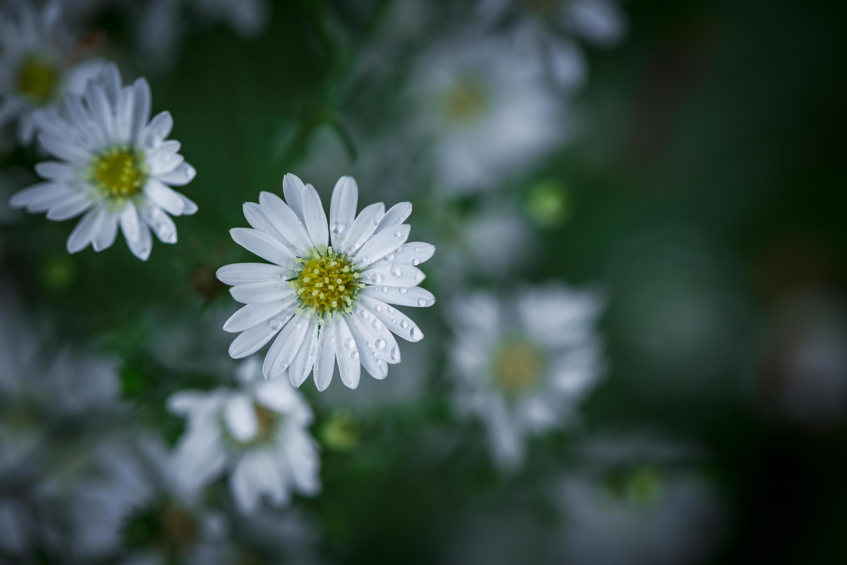 Cute White Cutter flower in garden, flower background Stock Free