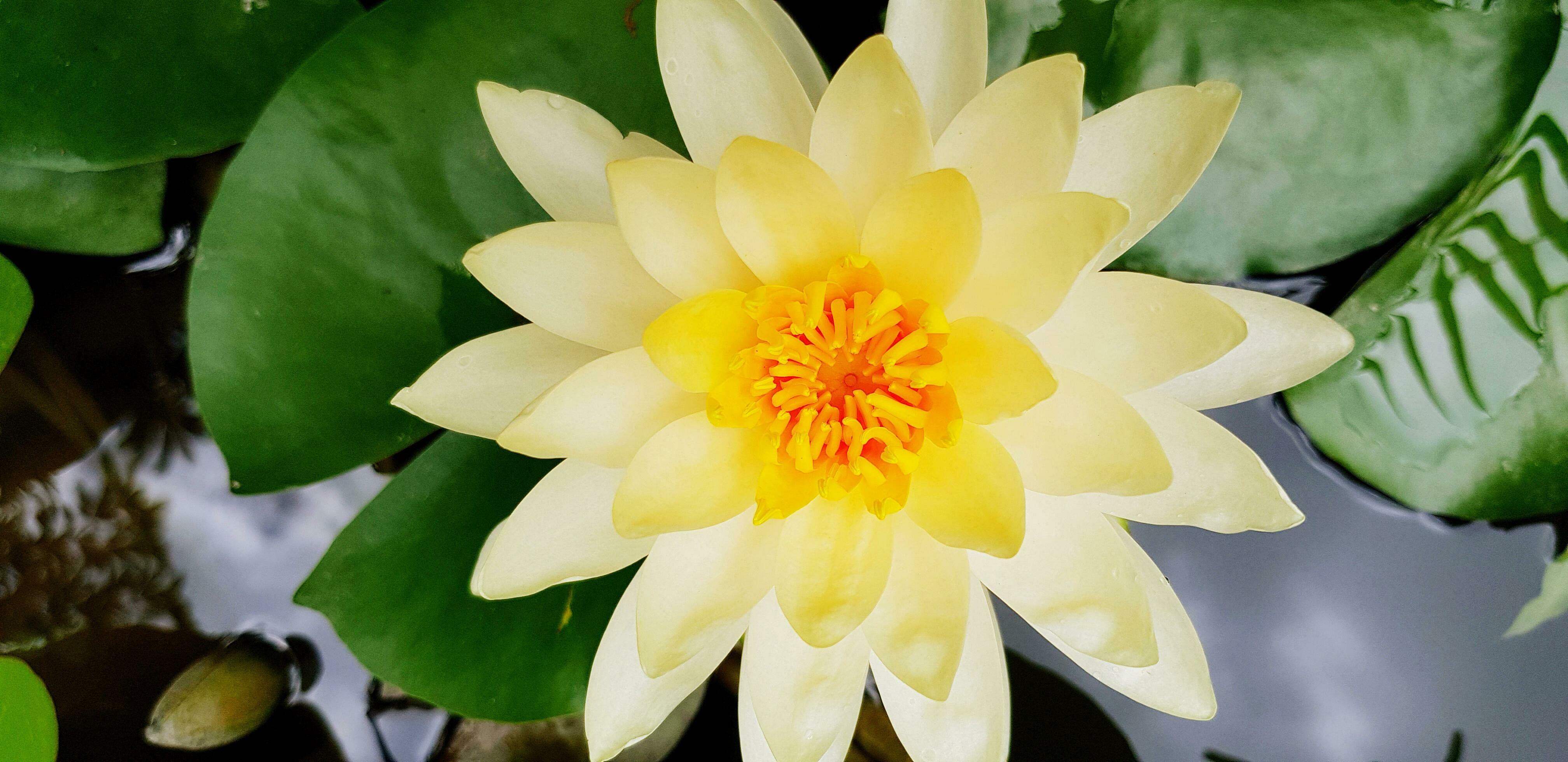 Close up Yellow lotus plant and growth on the water with green leaves background. Beauty of Natural, Plant and Flower concept Stock Free