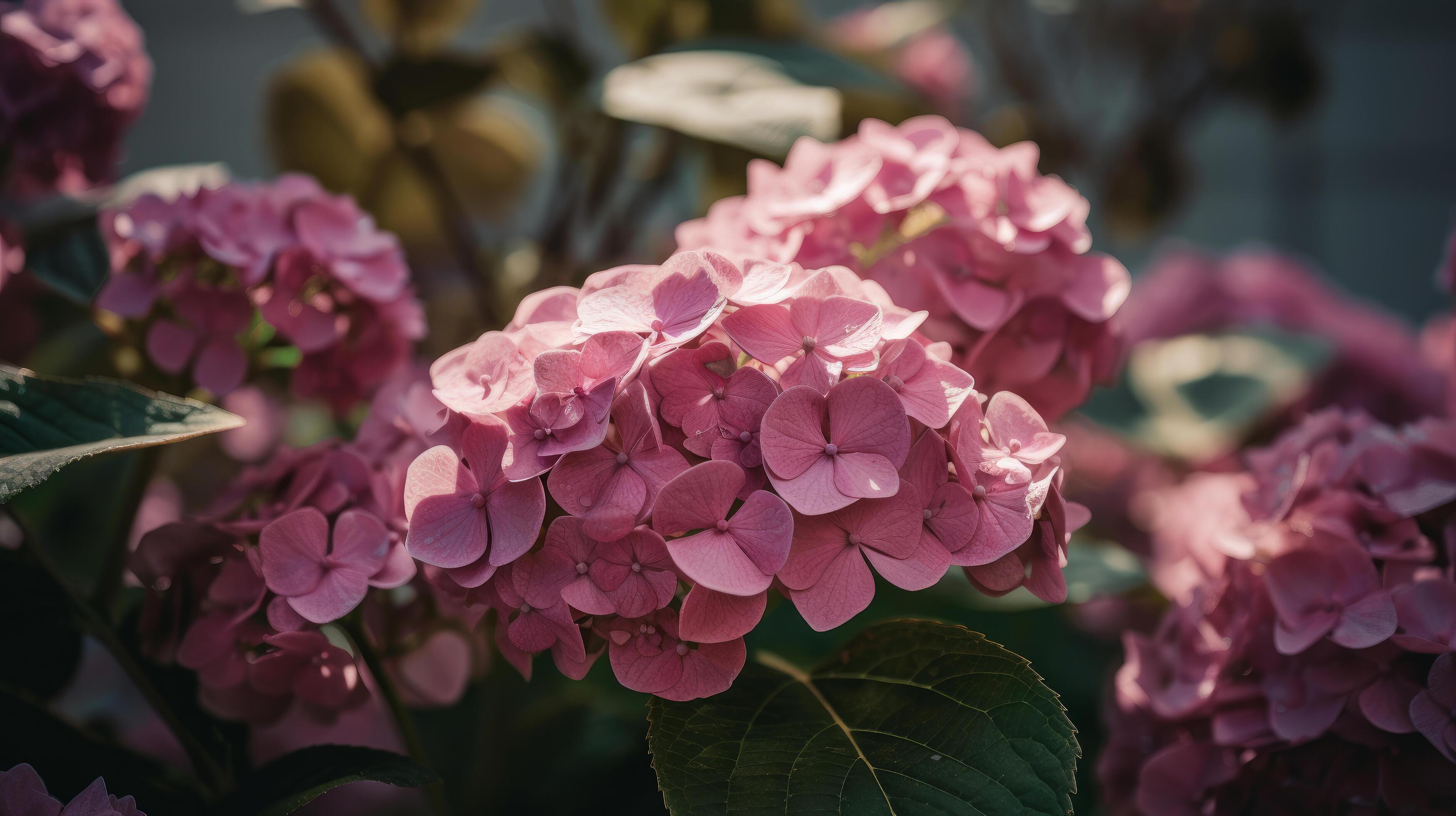 Hydrangea flower background. Illustration Stock Free