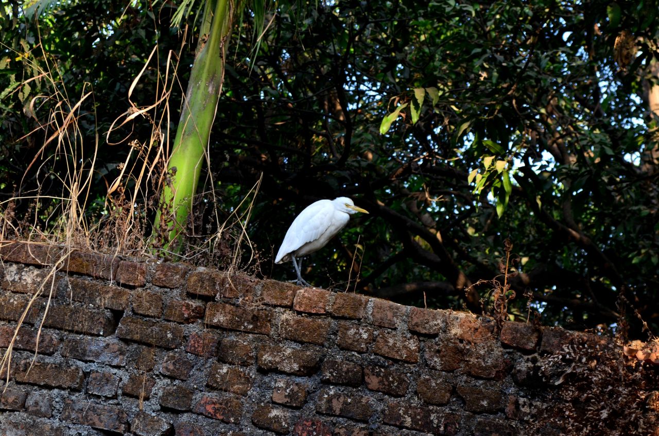 White Bird 2 Stock Free