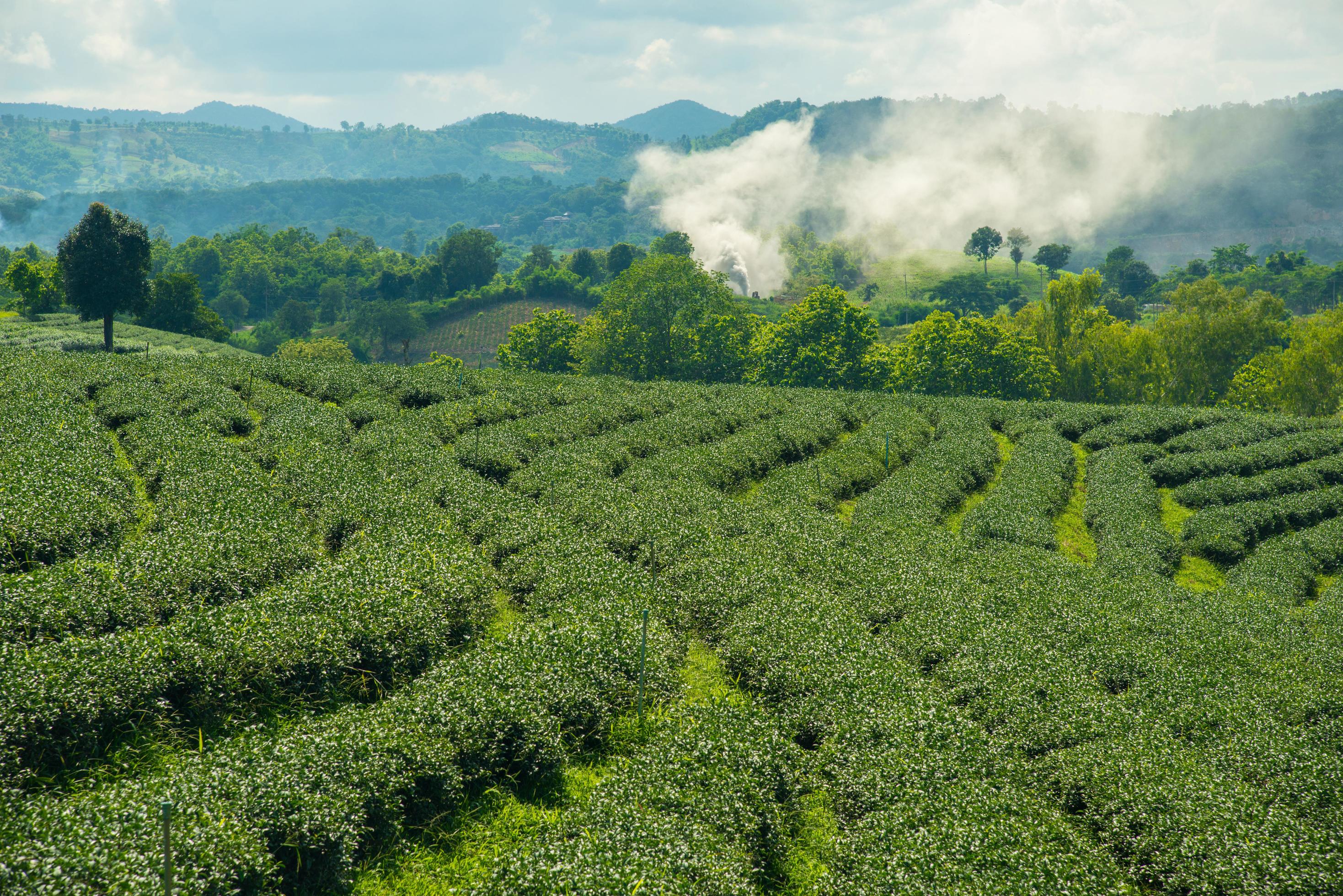 The scenery view of Choui Fong Tea plantations in Chiang Rai the northern province in Thailand. Stock Free