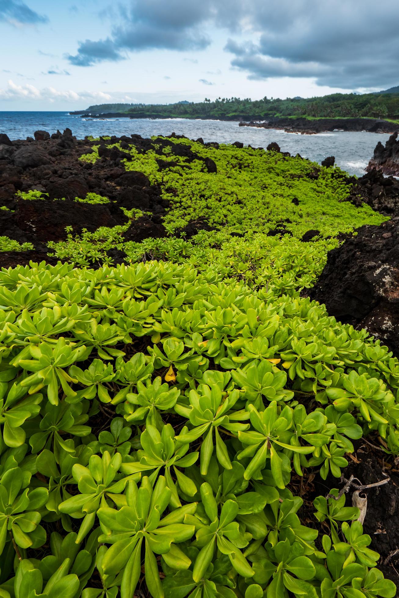 Green plant on rocks near a body of water. Stock Free