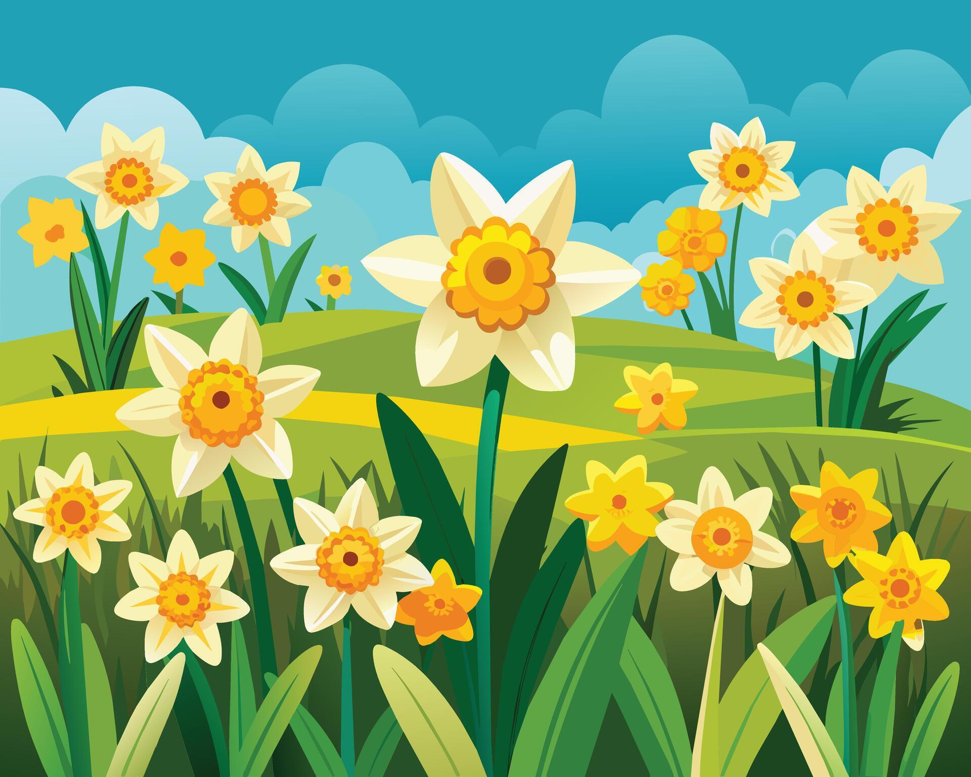 Daffodil flowers spring vector illustration on white background Stock Free