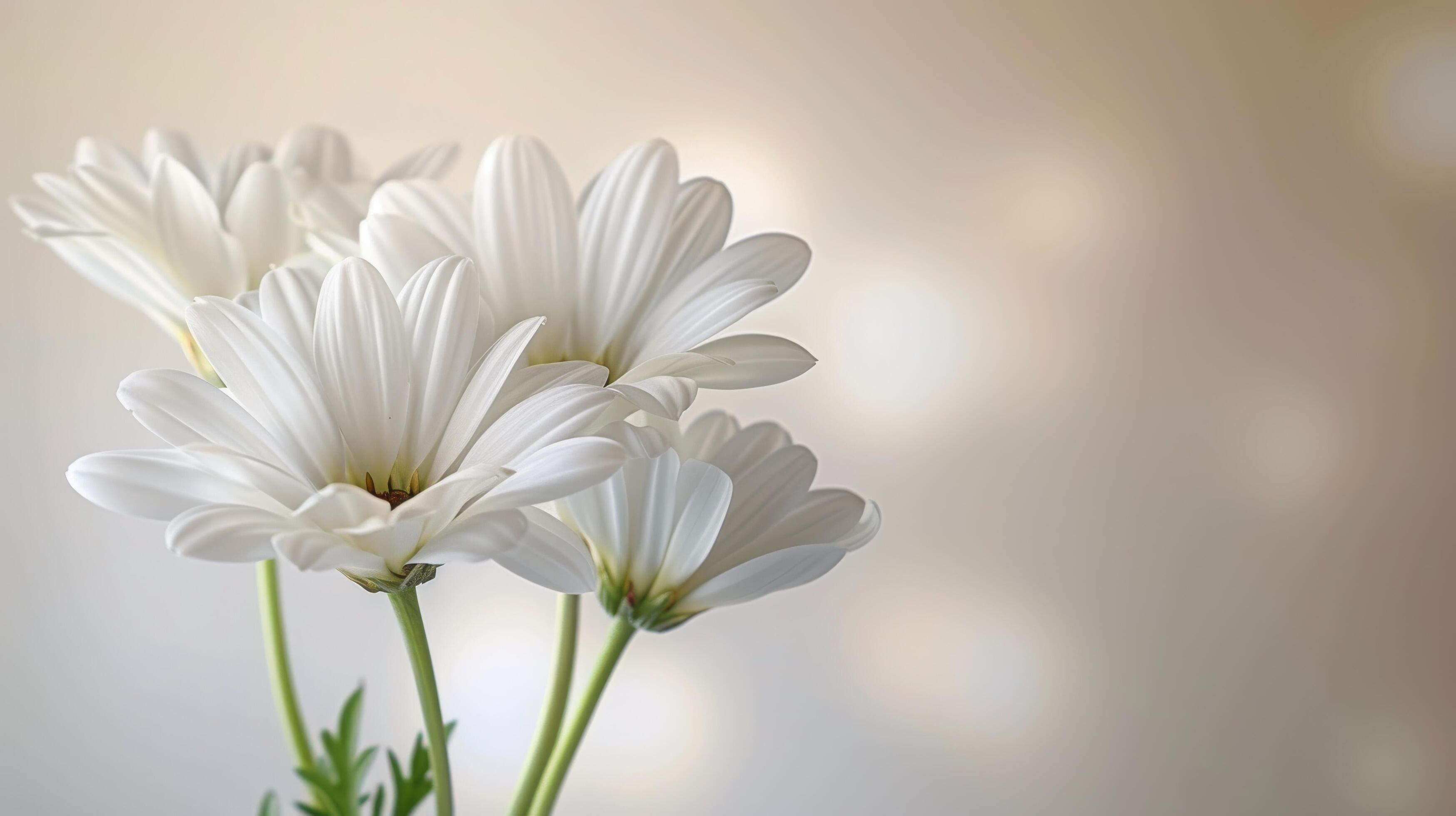 Close Up of White Flower on Blurry Background Stock Free