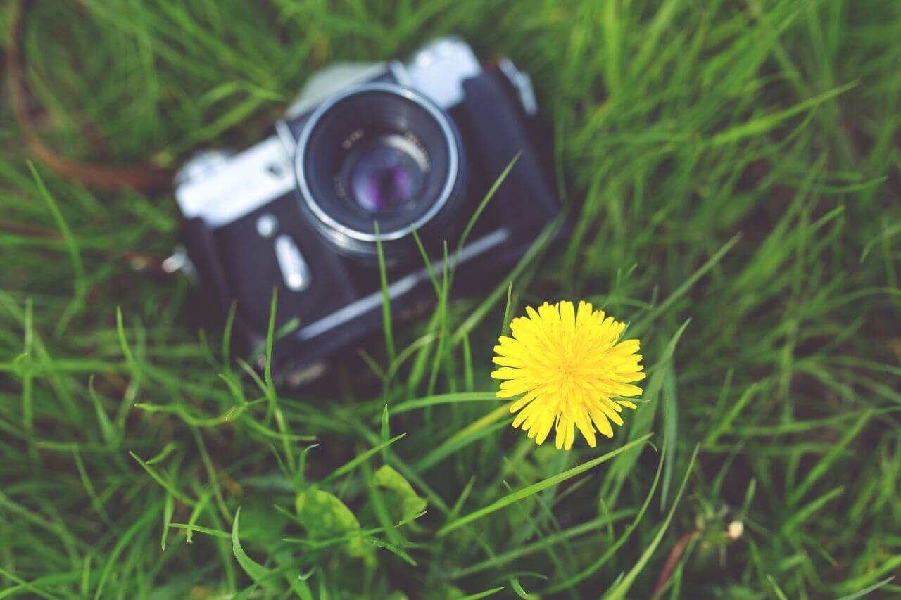 Yellow Flower and Camera Stock Free