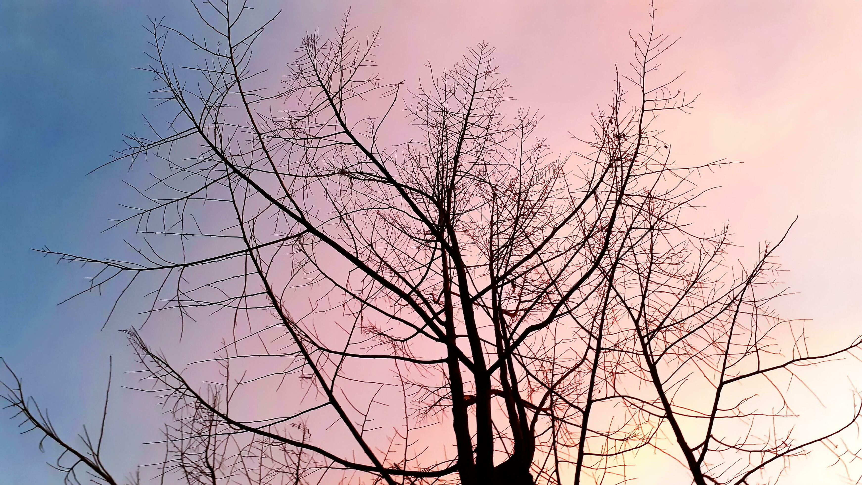 Create beauty landscape, with pink, blue sky looking up leafless tree. Nature atmosphere evening is bright and charming in countryside, Thailand. Stock Free