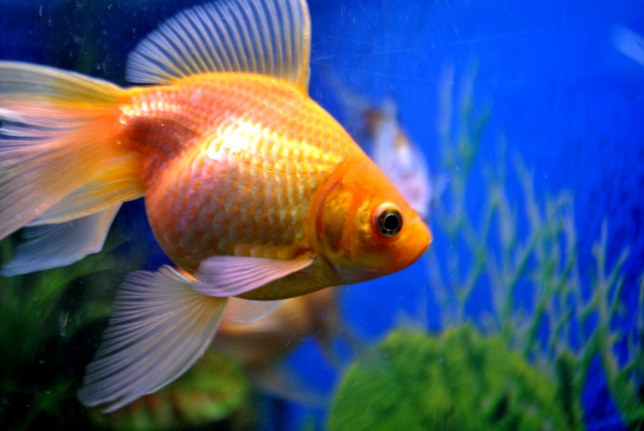 Gold Fish Tank Stock Free