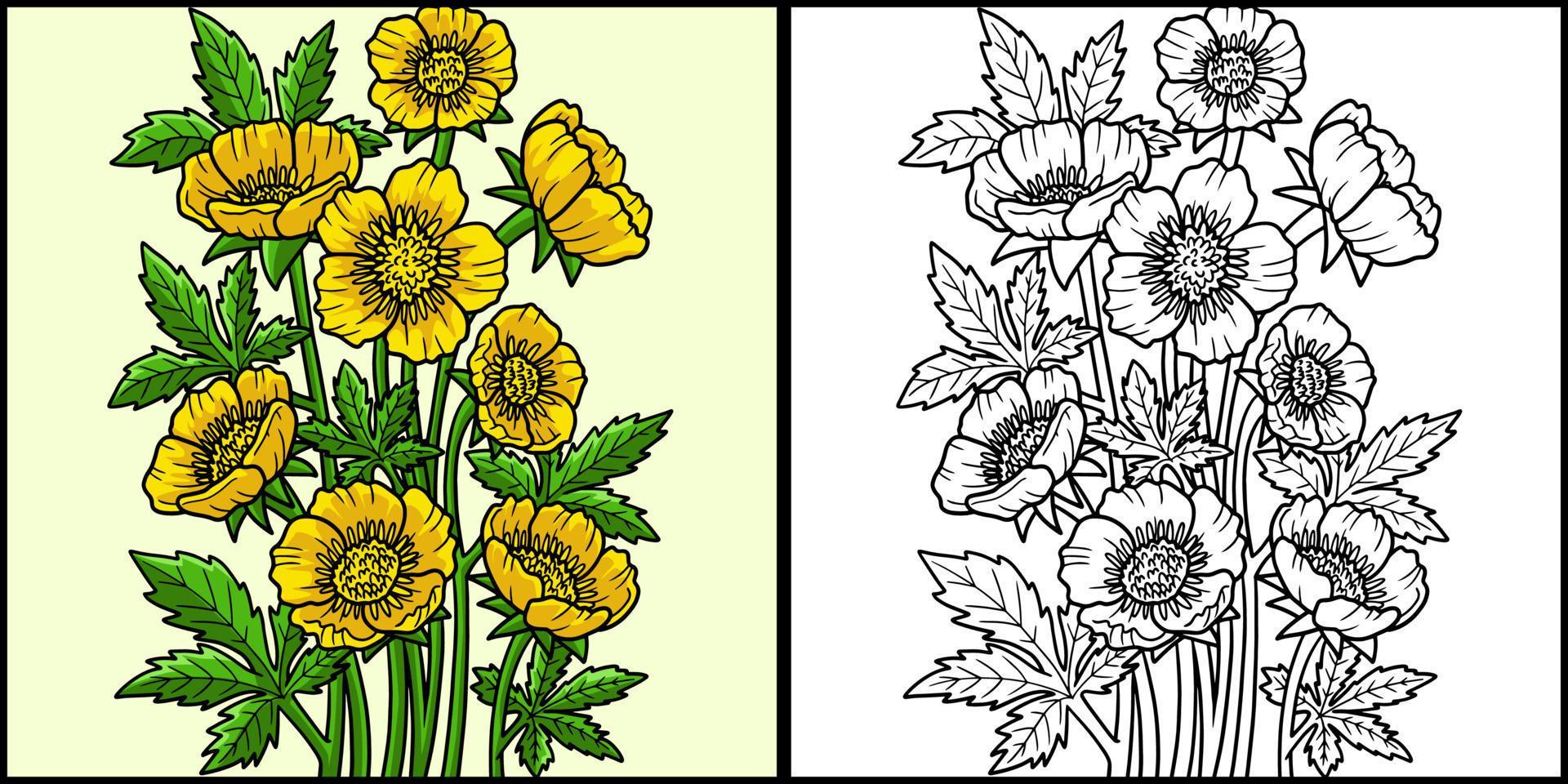 Bulbous Buttercup Flower Colored Illustration Stock Free