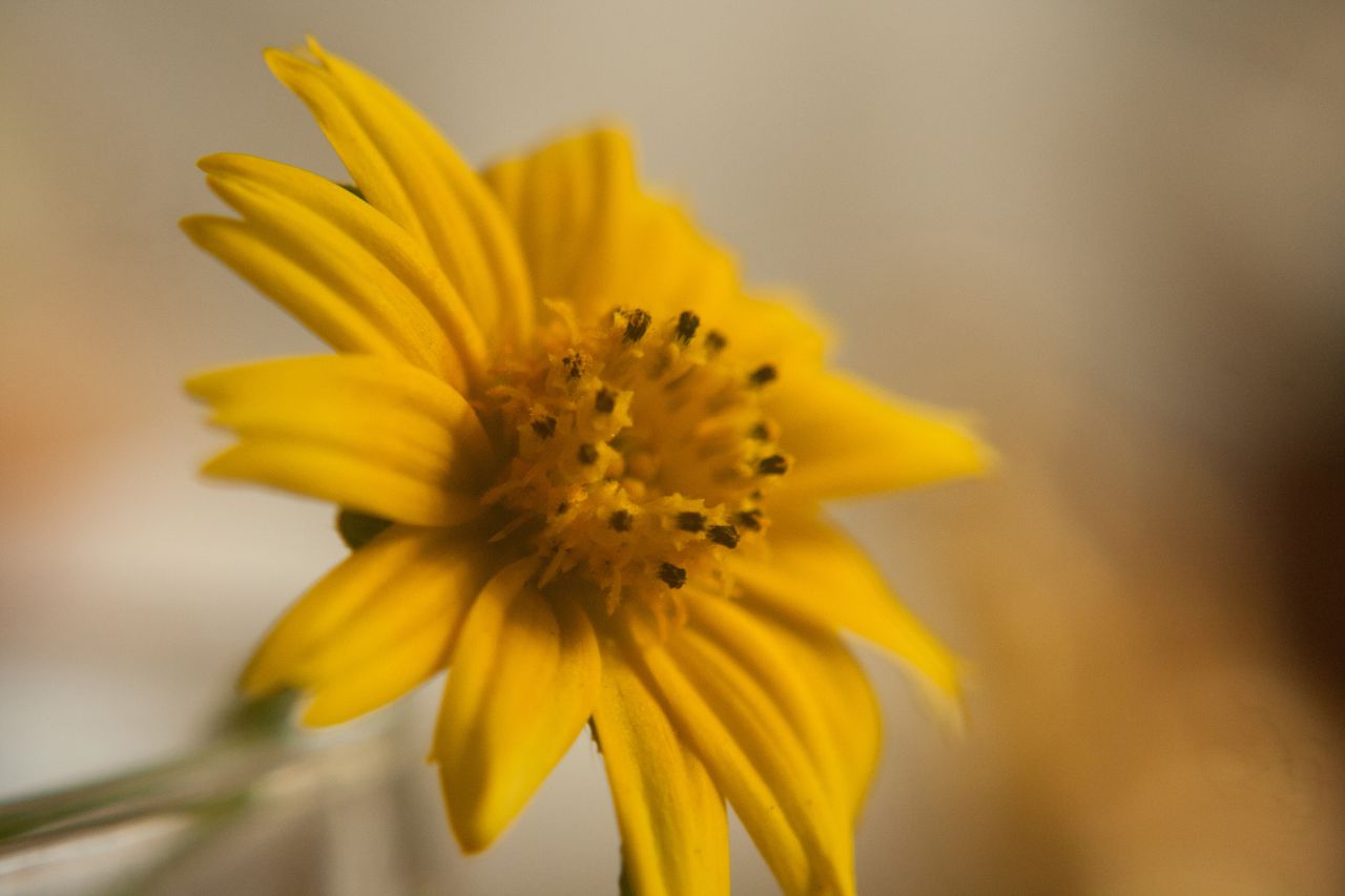 Yellow Beautiful Flower Stock Free