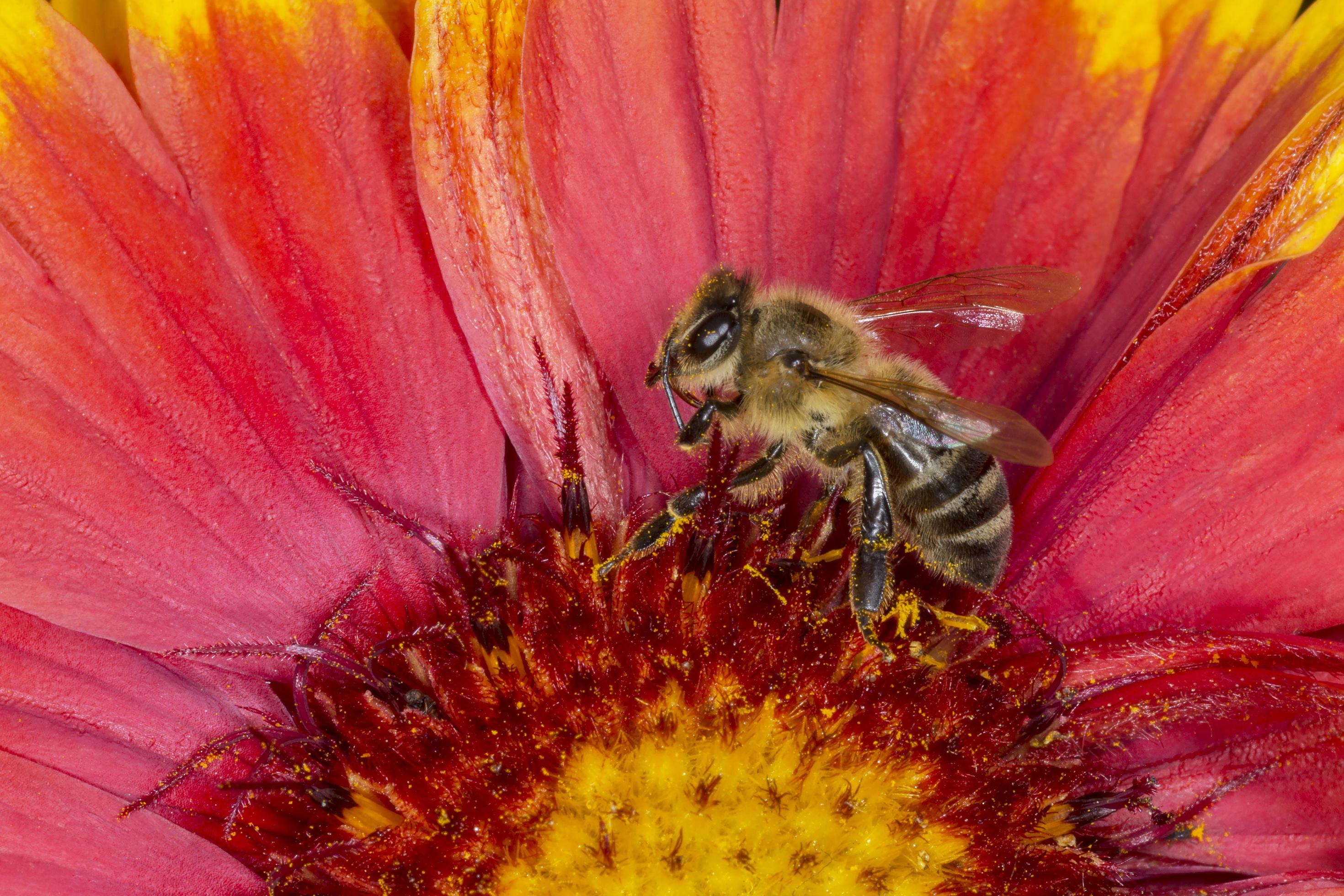 bee gathering pollen inside gaillardia flower Stock Free