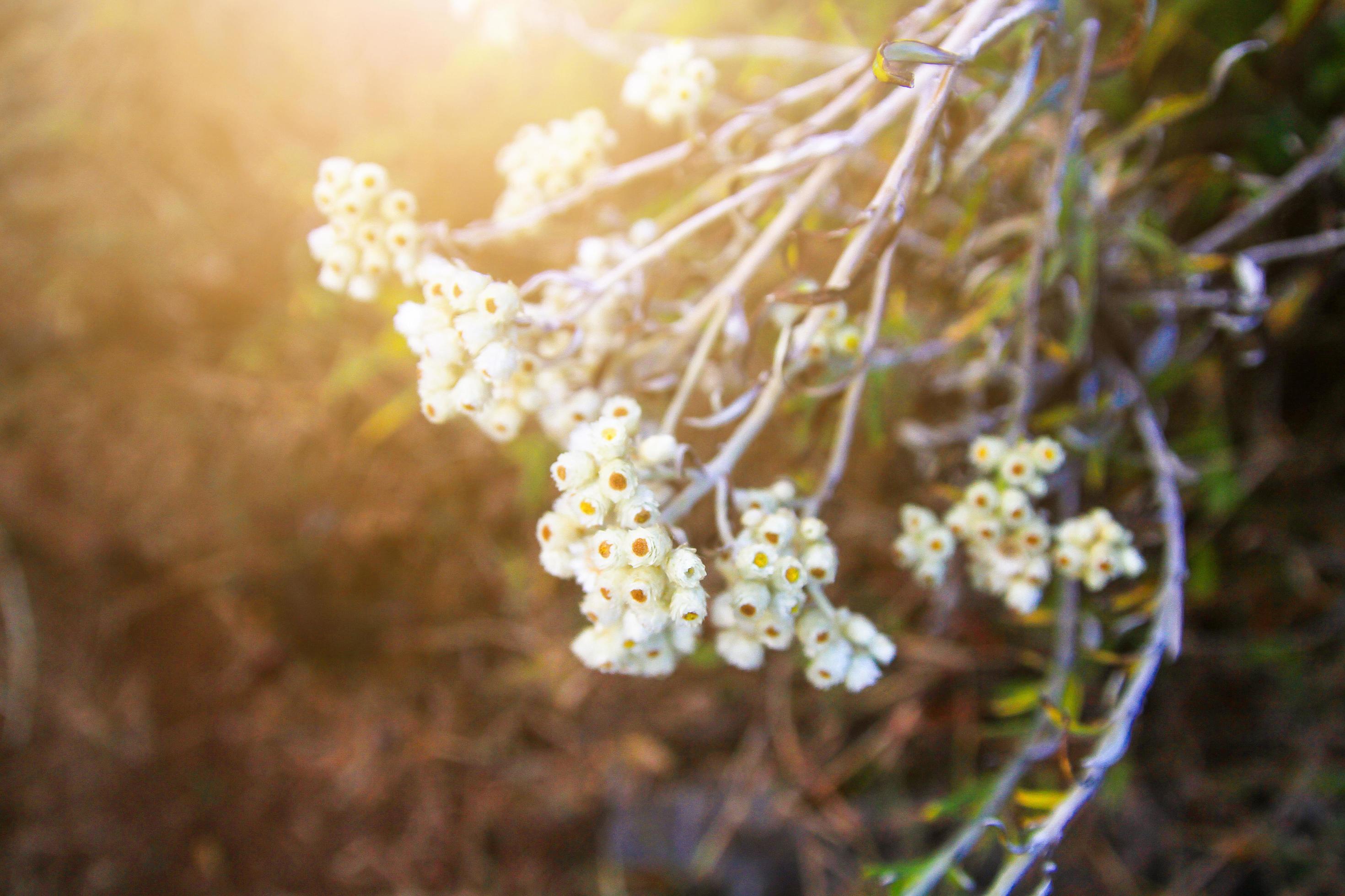 Beautiful wild White flowers with sunlight on the mountain. Stock Free