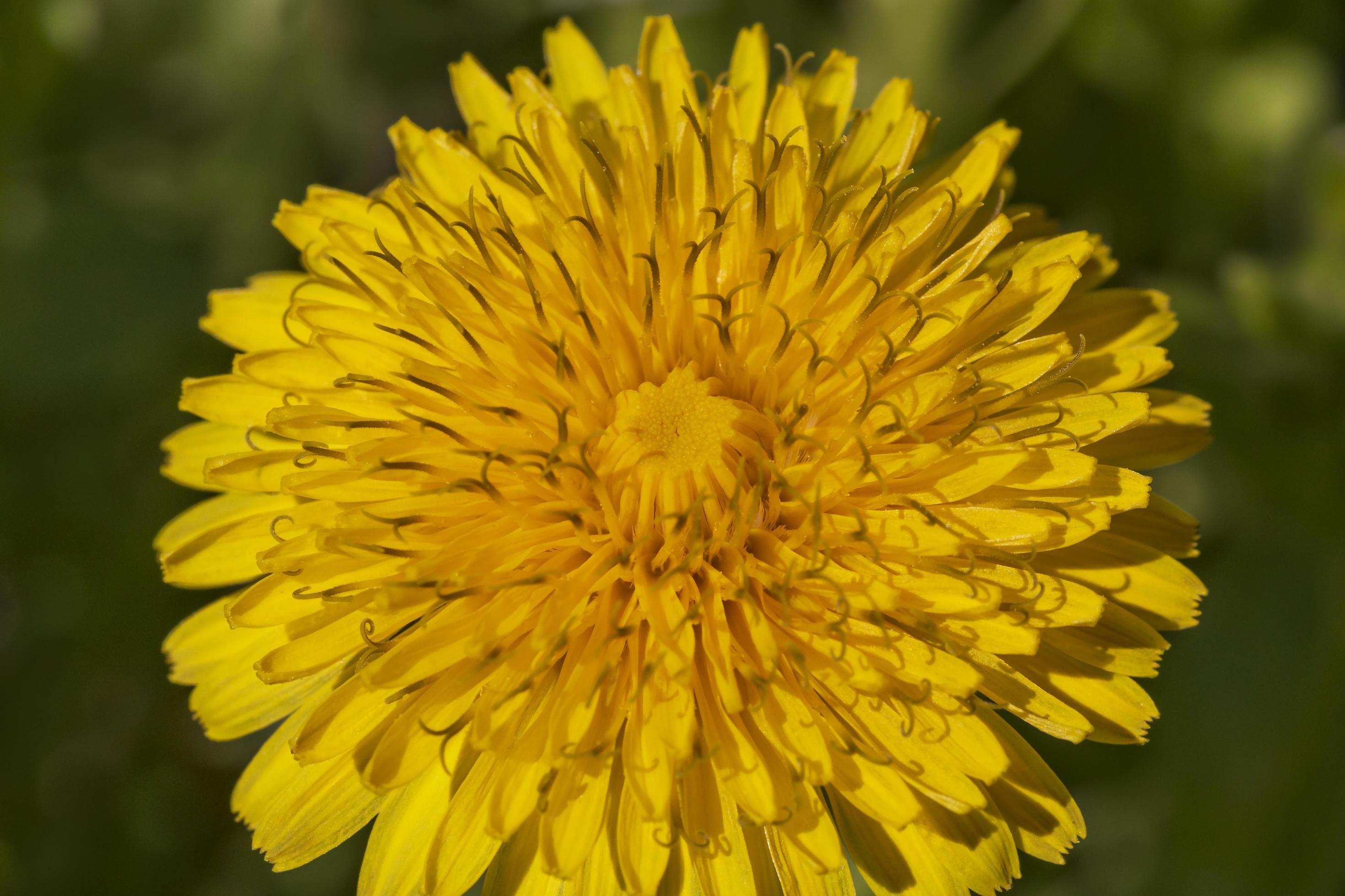 close up of yellow dandelion flower Stock Free