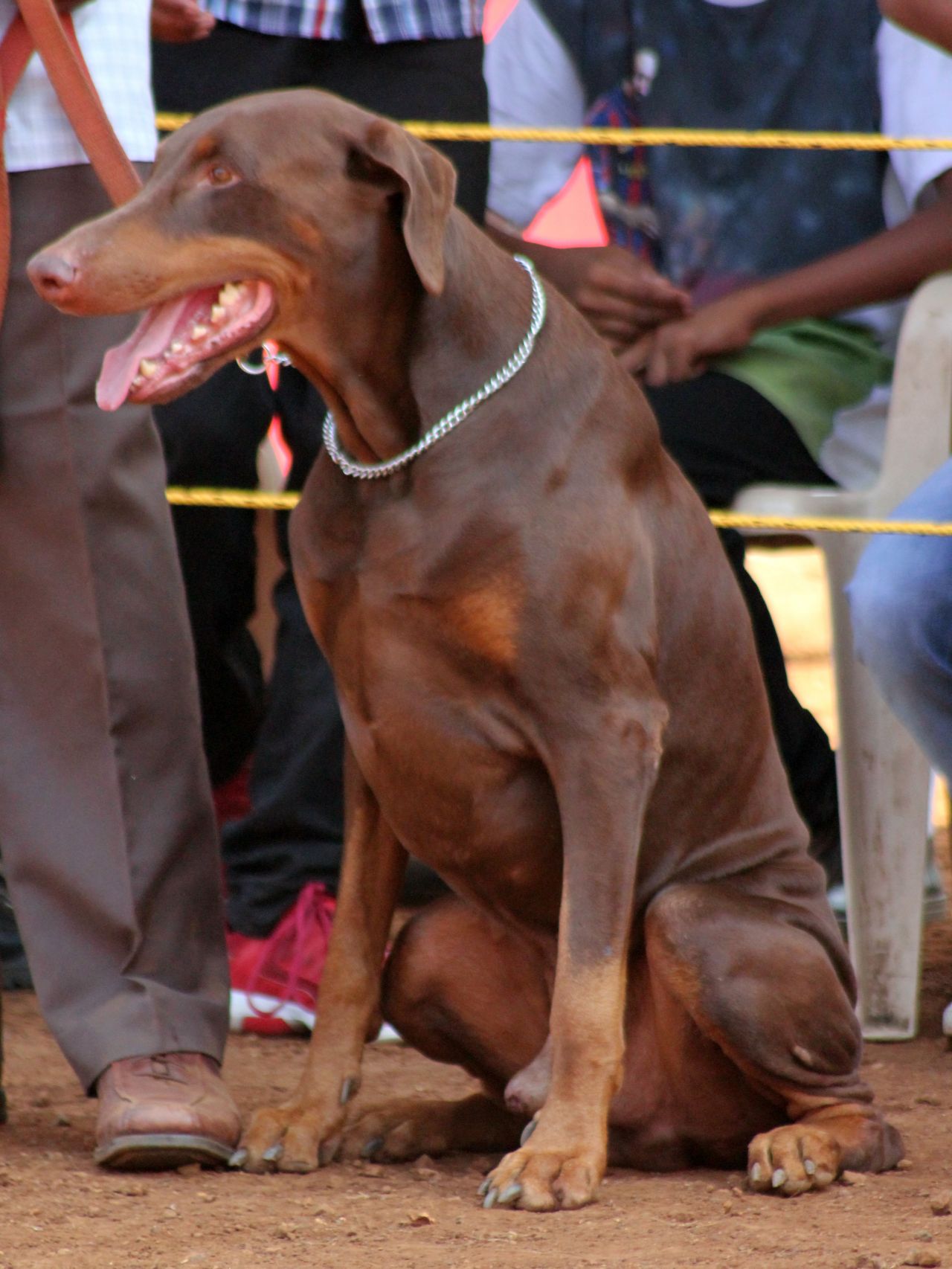 Doberman Dog Breeds Stock Free