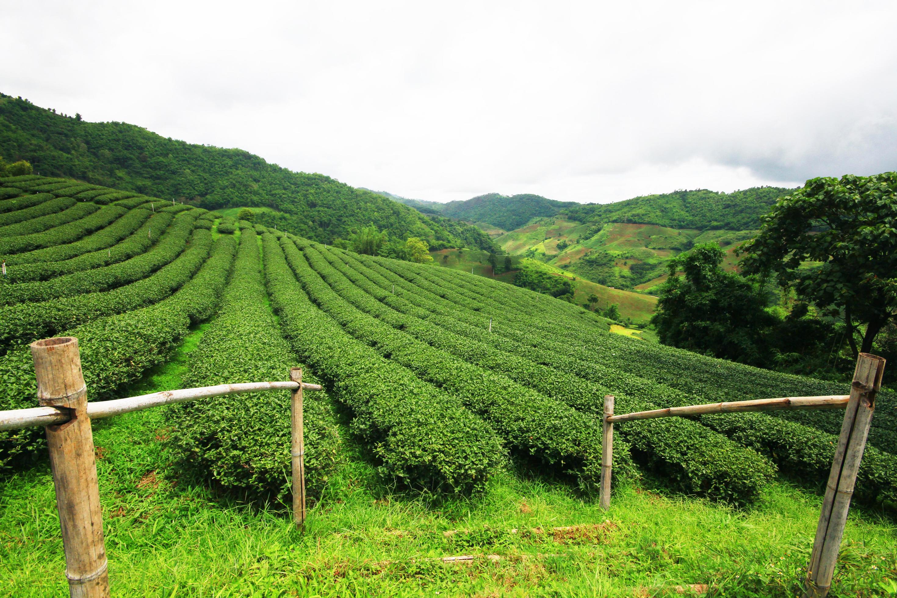 Tea Plantation in sunrise on the mountain and forest in rain season is very beautiful view in Chiangrai Province, Thailand. Stock Free