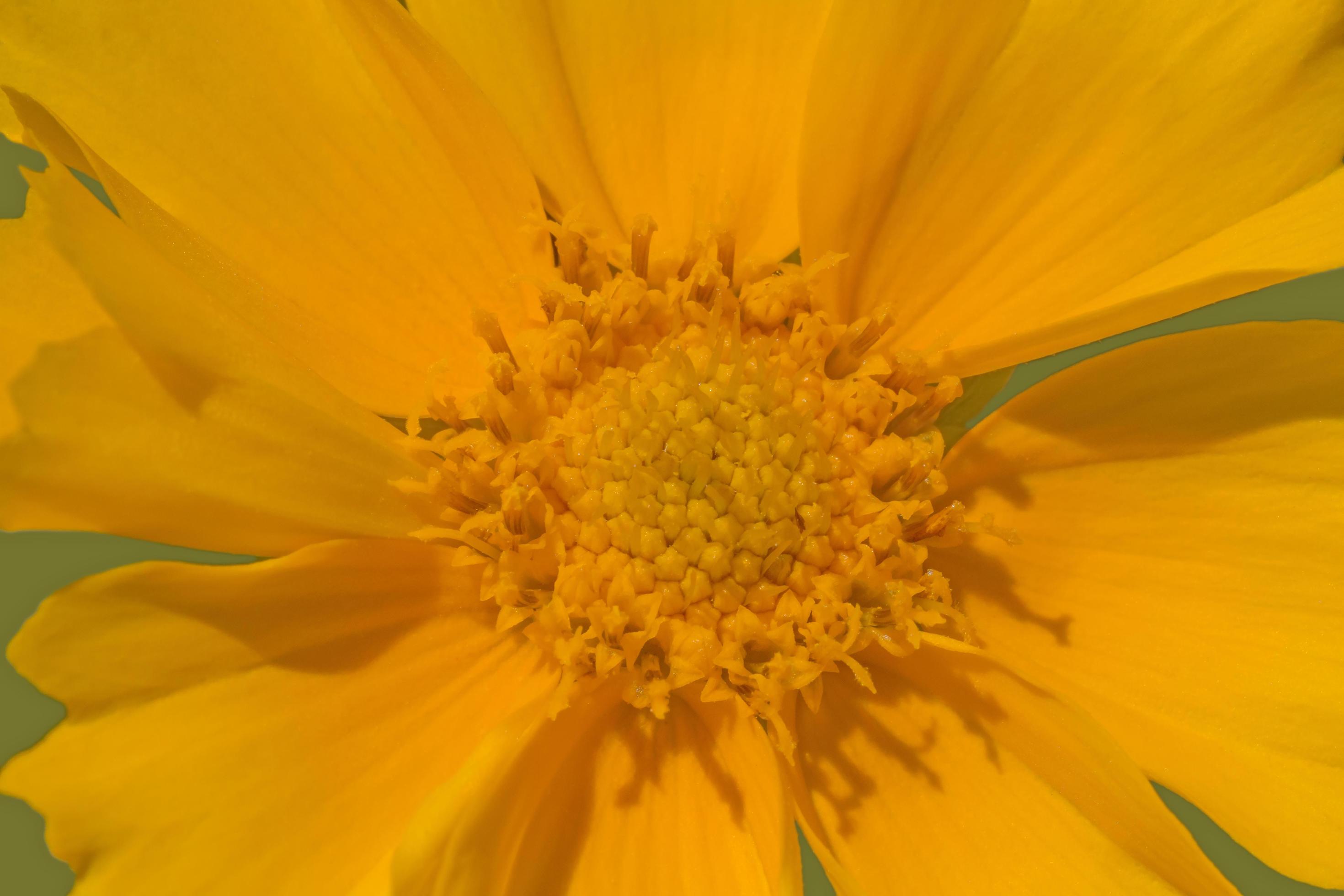 close up of yellow flower Stock Free