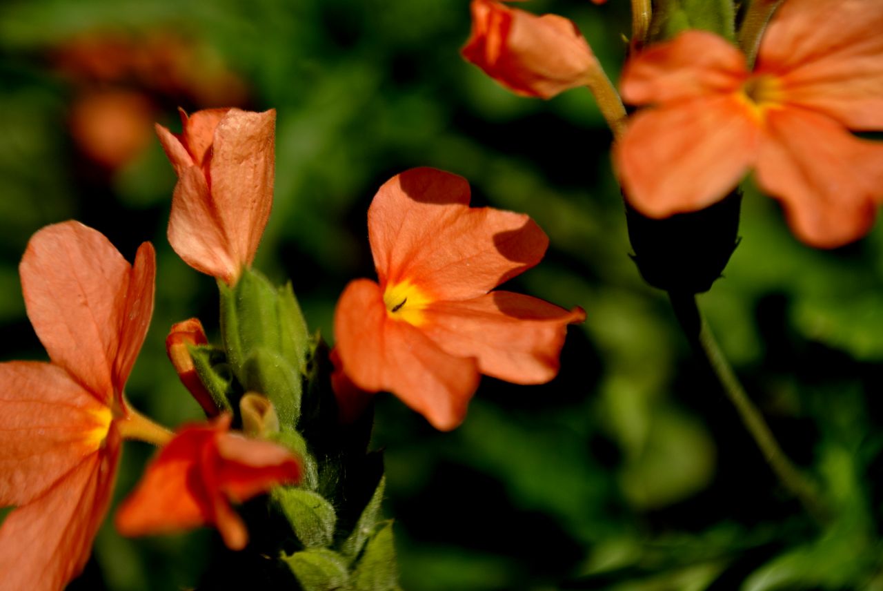 Orange Flowers Stock Free