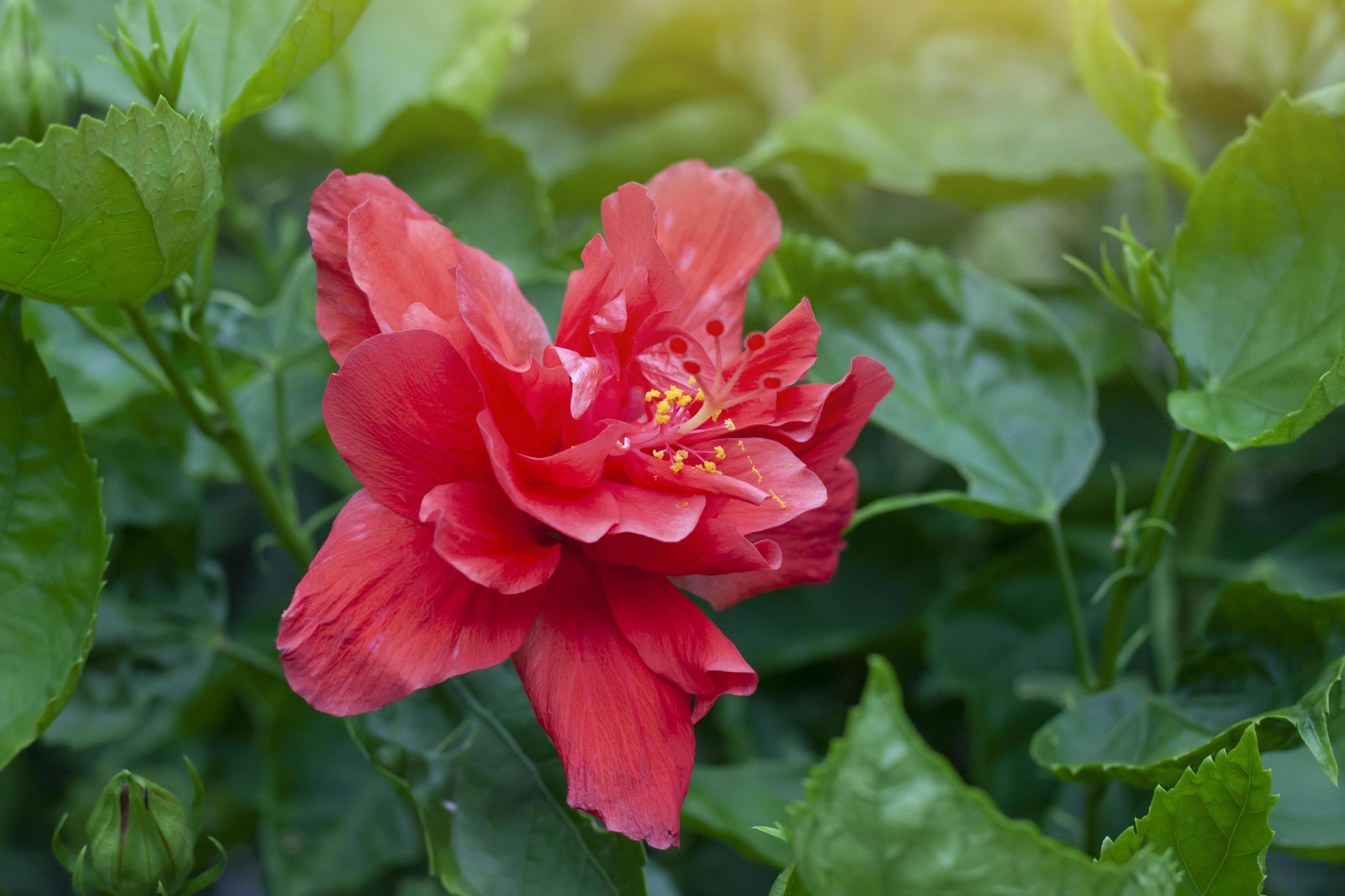 Red hibiscus flower, chinese rose or chaba flower bloom on blur nature background. Stock Free