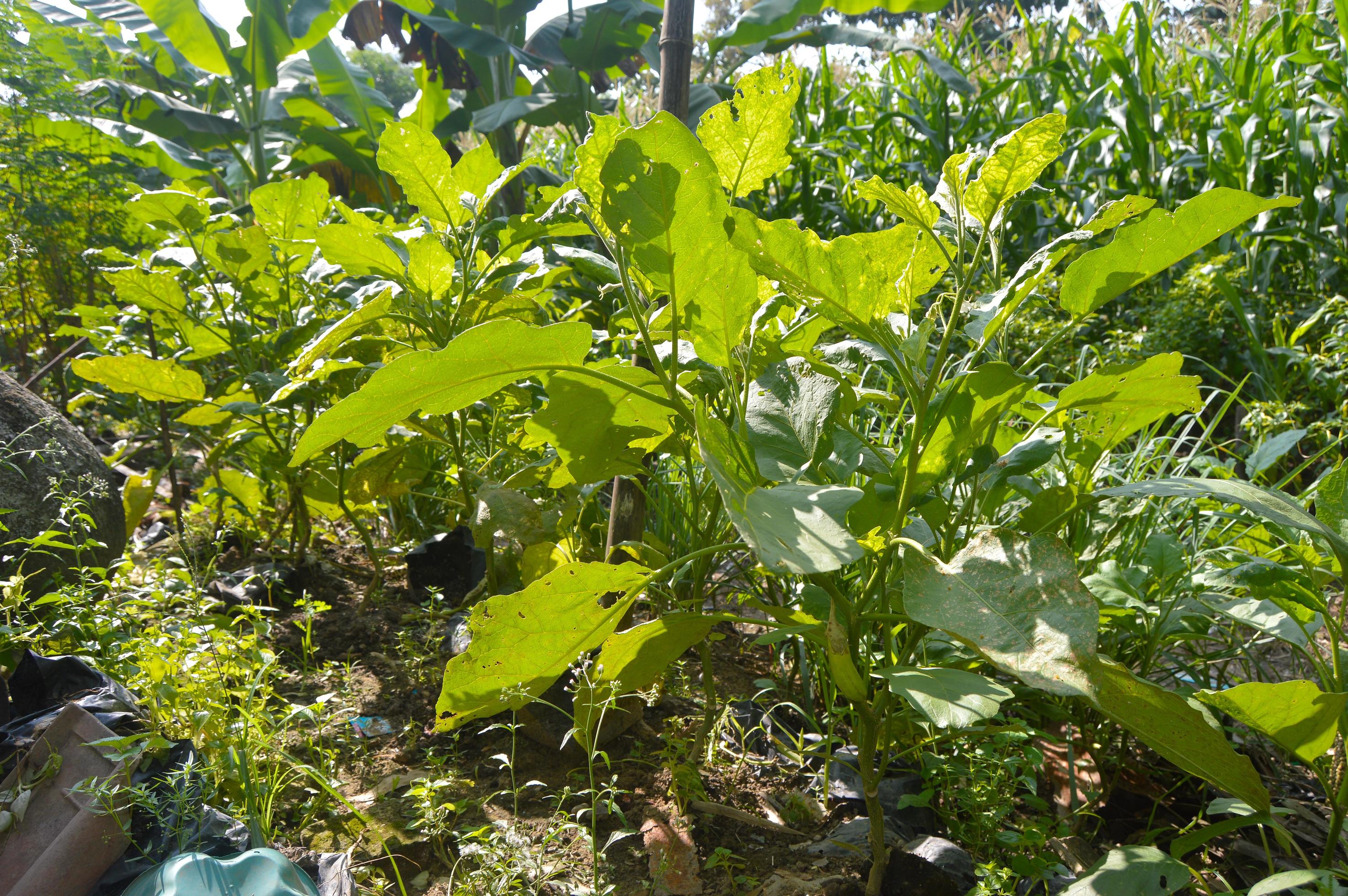 green eggplant. traditional eggplant cultivation. Eggplant seeds. Healthy plant root system. traditional agriculture. Organic and natural food. Stock Free