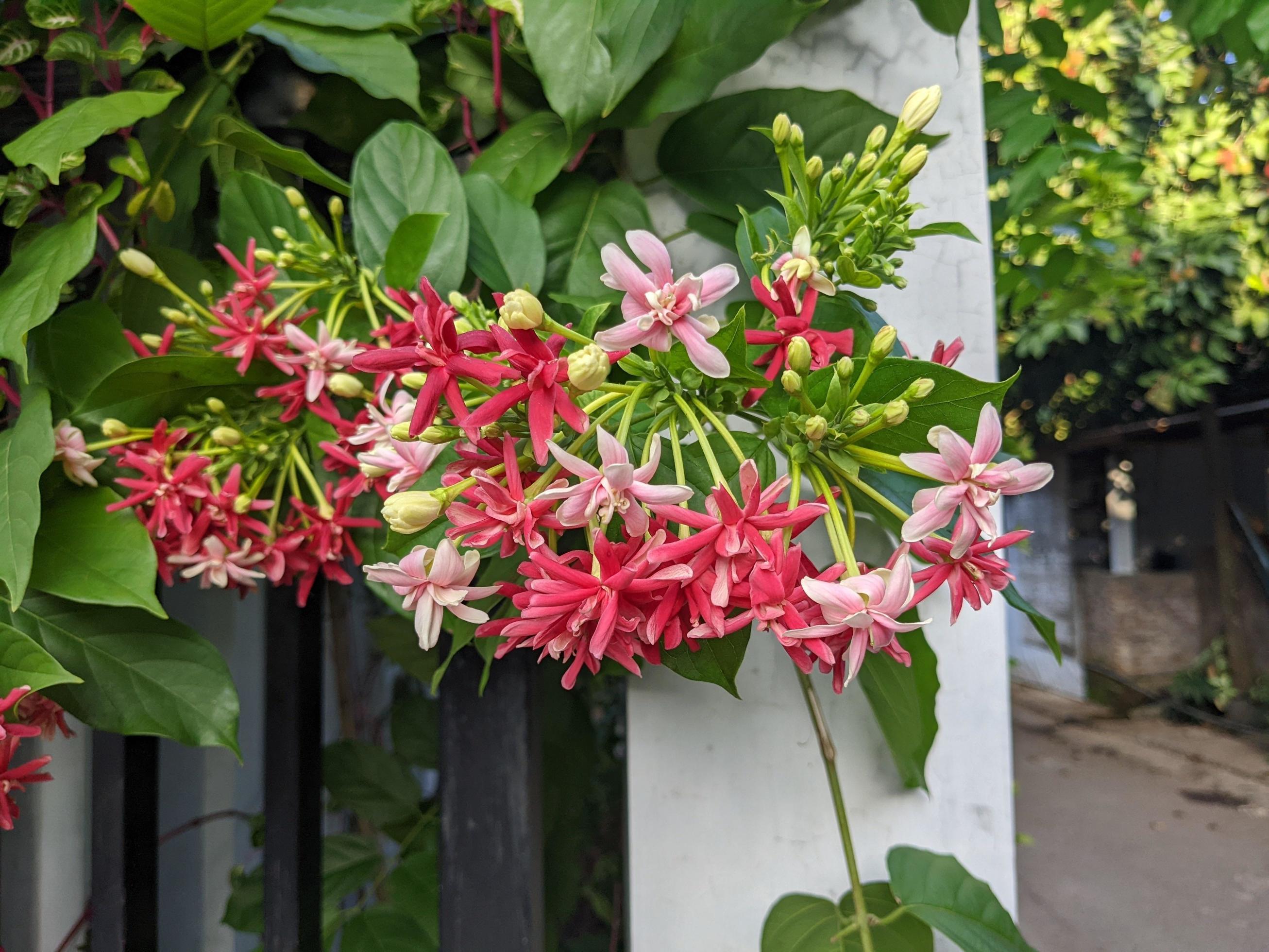 Rainy flower season, the domestic flower on Central Java. The photo is suitable to use for nature background flower poster and botanical content media. Stock Free