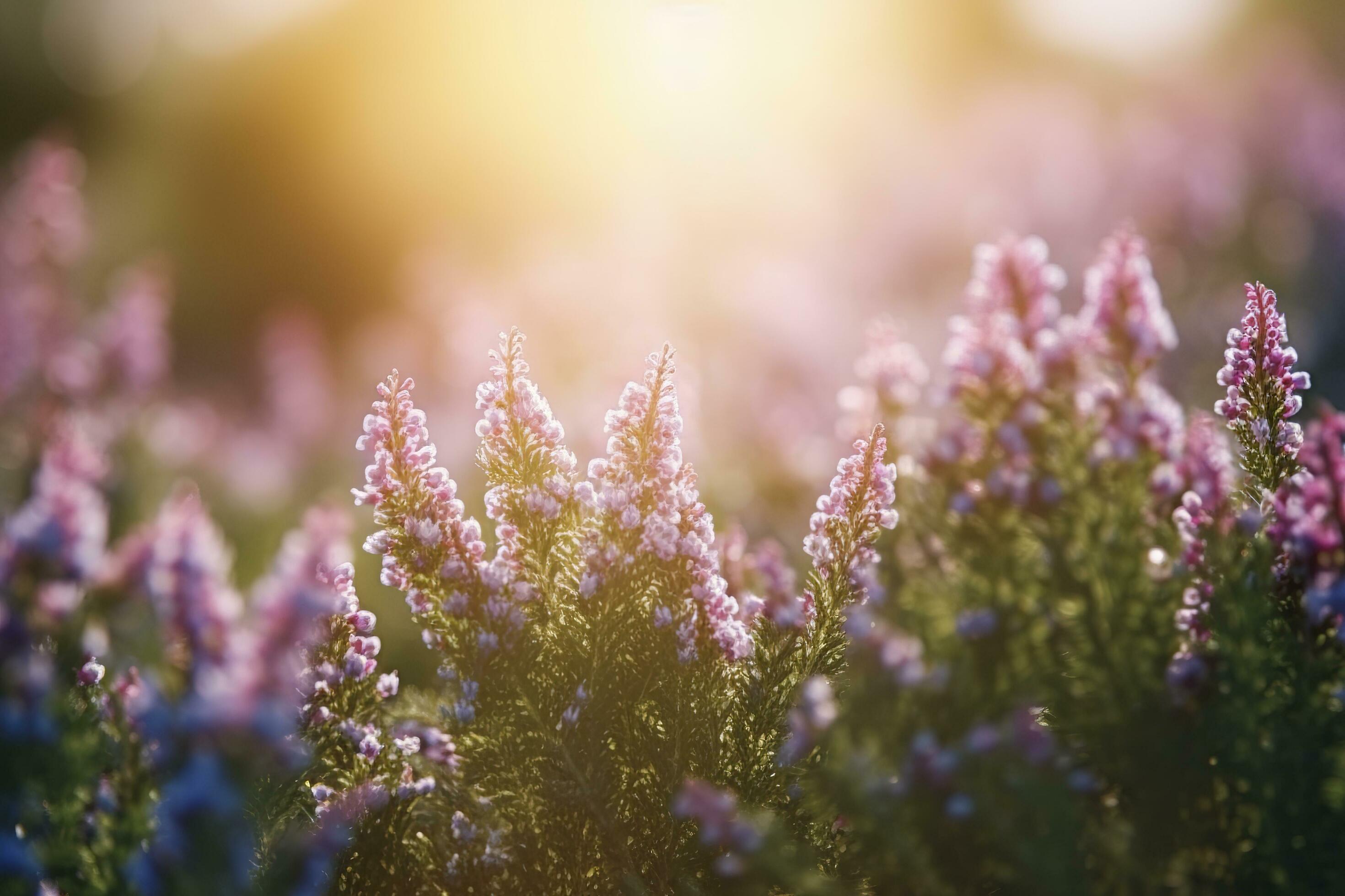 Erica Flower Field, Summer Season, Bokeh Effect , generate ai Stock Free