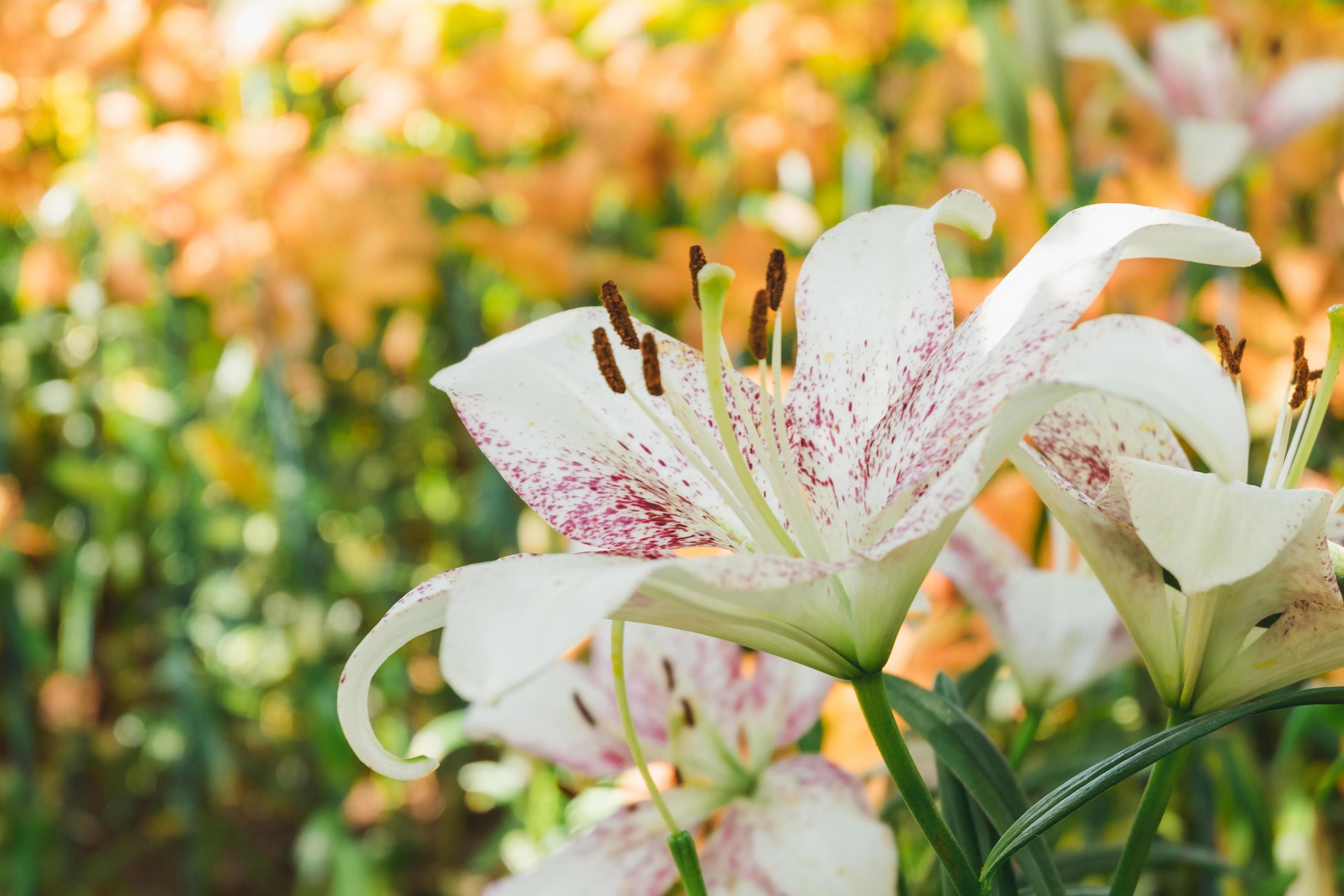 Beautiful white lily flower in botanic garden floral decoration Stock Free