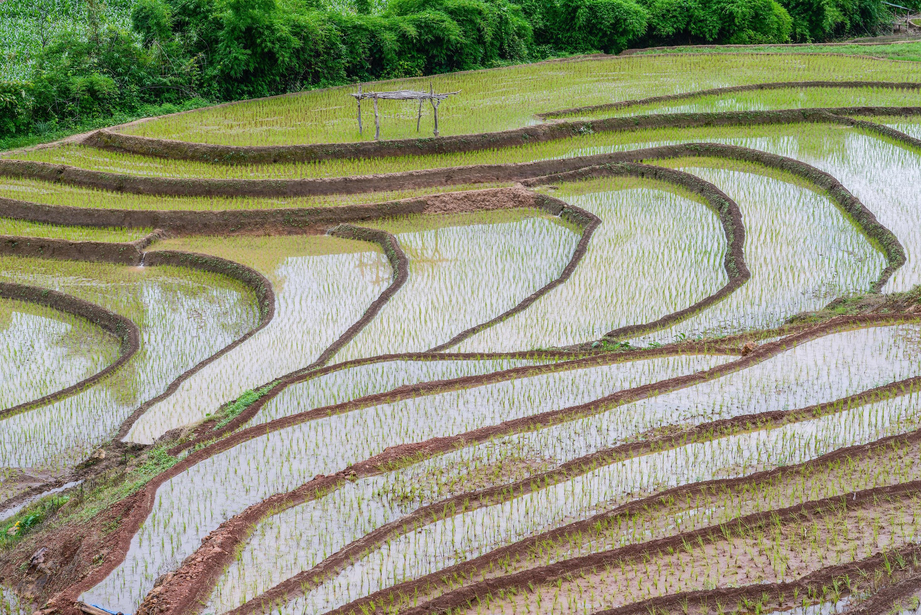 The rice terraces and agriculture filed of the countryside of Chiang Rai province the northern province in Thailand. Stock Free