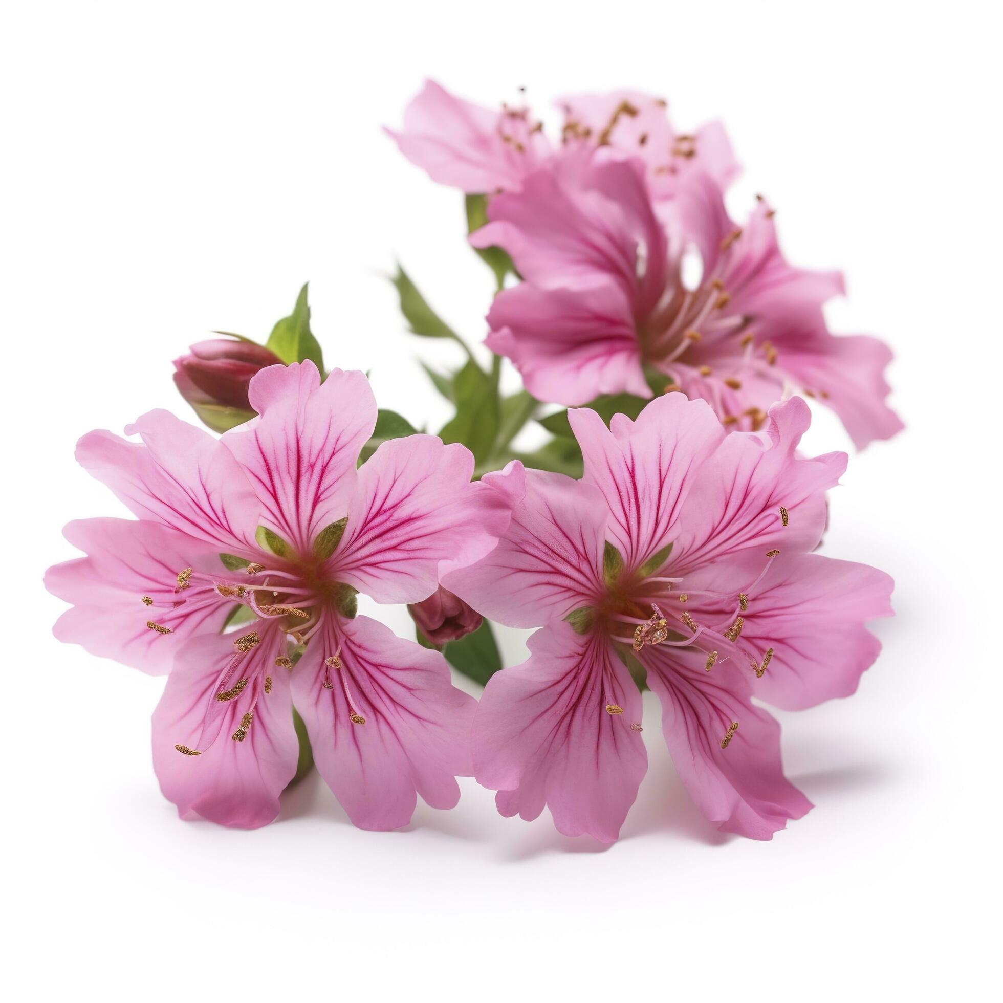 Pink flowers isolated on white background, generate ai Stock Free