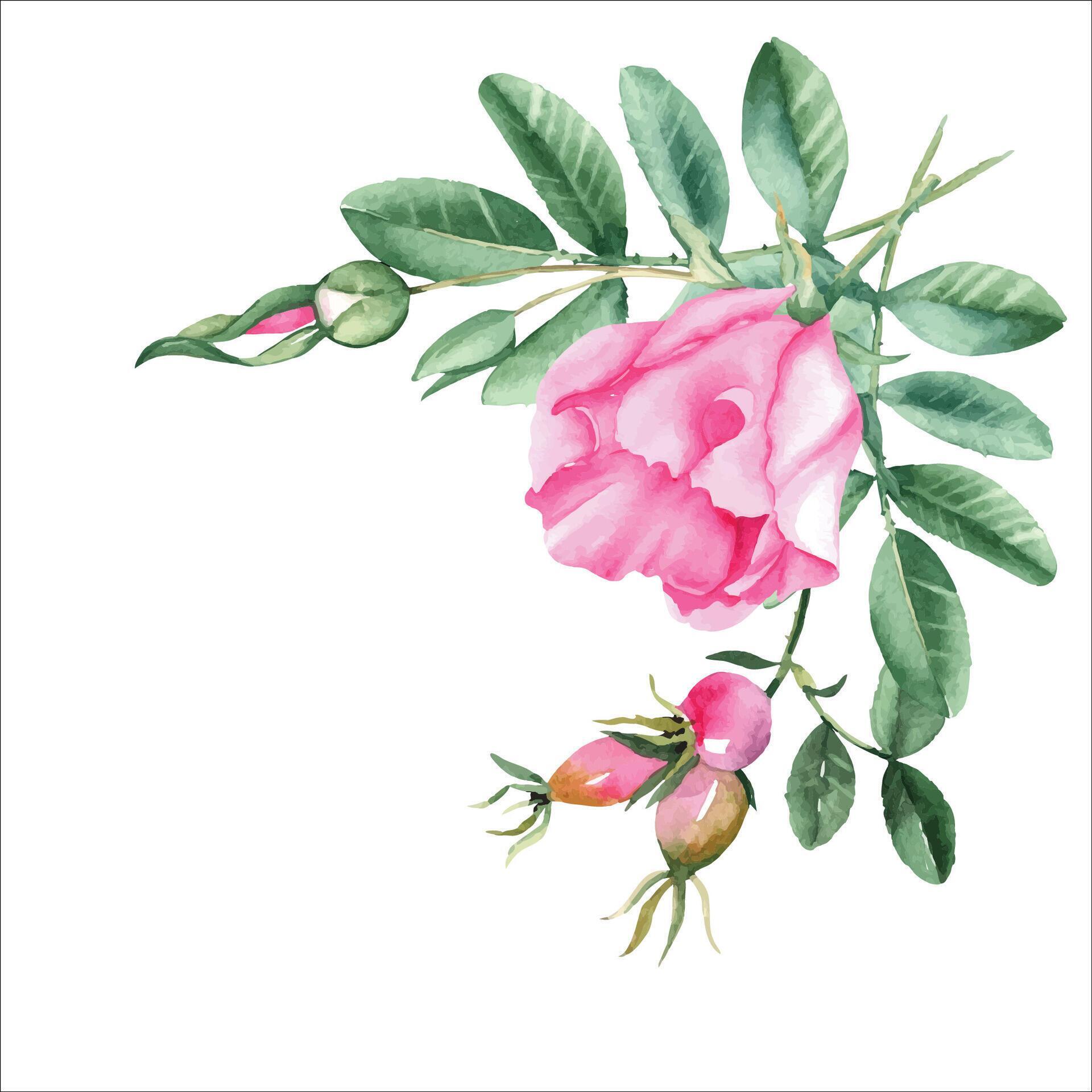 Watercolor dog rose bouquet, corner composition from flowers, leaves and berries. Botanical hand drawn illustration. Stock Free