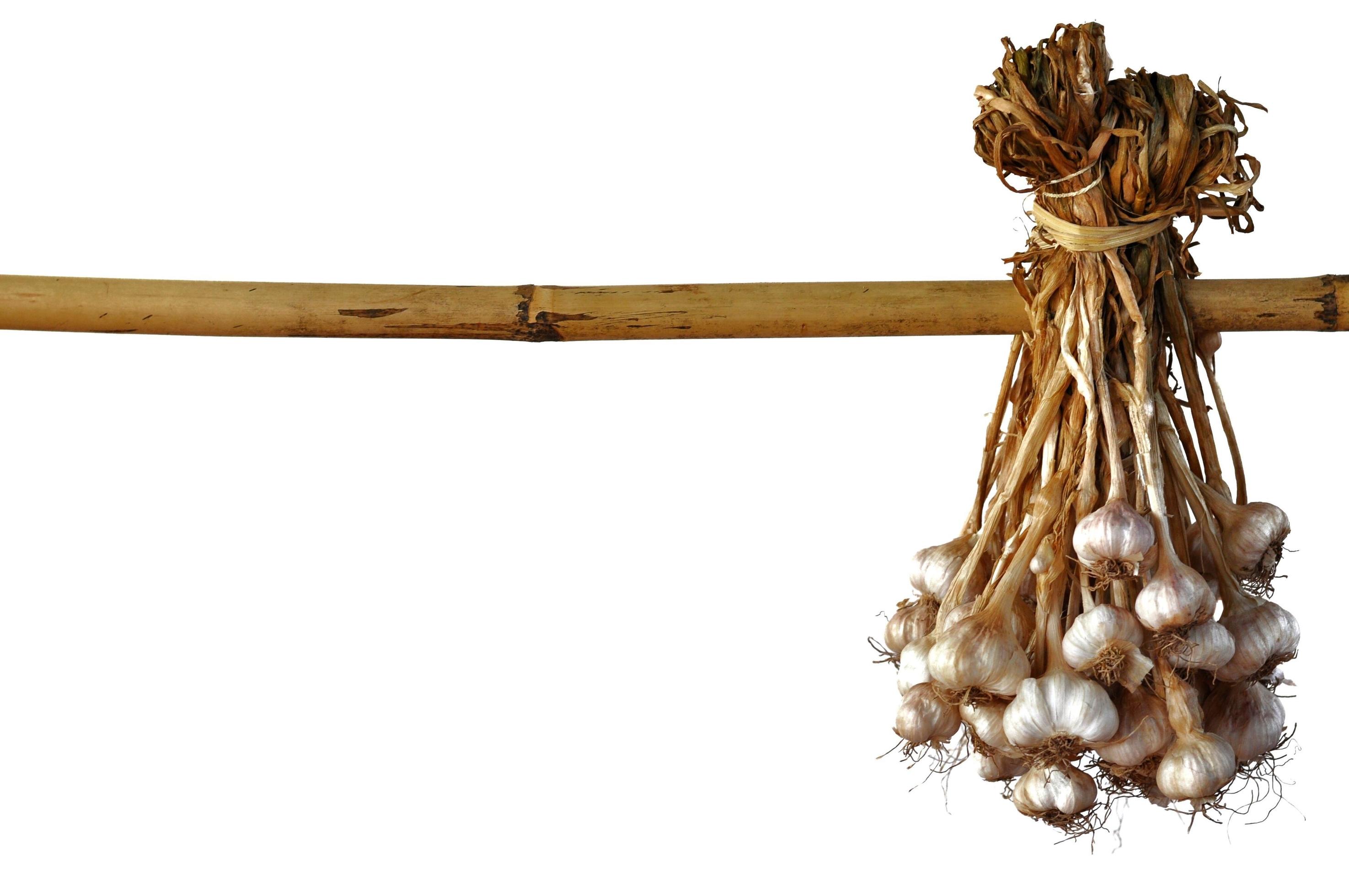 Garlic from Thailand hanging to dry on bamboo wood. They use to cook for many kind of Thai food Stock Free