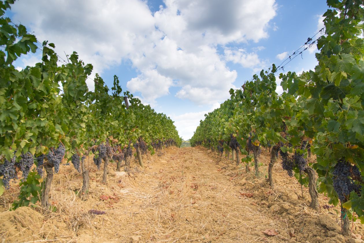 Tuscan vineyard Stock Free